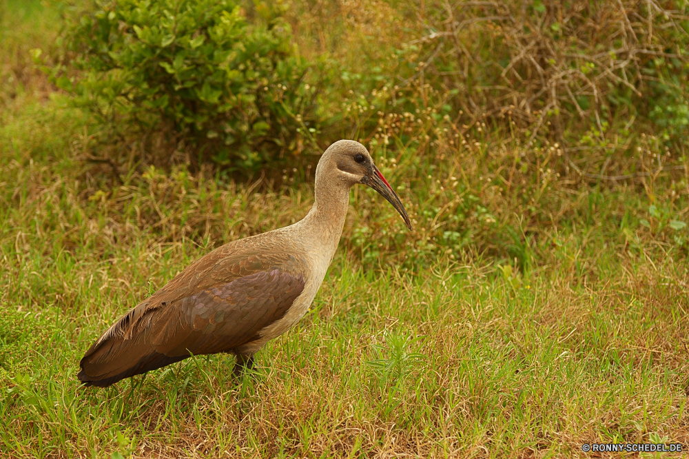 Addo Elephant National Park Schreitvogel Vogel aquatische Vogel Ibis Wildtiere Schnabel Wild Kran Pelikan Vögel Feder Wasser Federn Flügel Reiher Storch Tiere Flügel Rechnung Angeln See Meer Vogelgrippe Auge Fluss Reiher Wirbeltiere stehende fliegen Löffler Gefieder schwarz im freien groß natürliche Tropischer Teich Tier im freien Ozean Zoo Fuß fliegen Sumpf lange Fisch Stein der schleichende waten Barsch Shorebird Strand Voliere Wasservogelreservat Herde Schließen Hals Farbe Beine Weißstorch Bewegung Porträt Kopf Park Wildnis Blaureiher Ufer Braun Küste Störche Gras Ornithologie Geflügel Beute Baum Tierwelt Flug Himmel Feuchtgebiet Erhaltung groß Umgebung Freiheit gelb Reisen Leben wading bird bird aquatic bird ibis wildlife beak wild crane pelican birds feather water feathers wings heron stork animals wing bill fishing lake sea avian eye river egret vertebrate standing fly spoonbill plumage black outdoor great natural tropical pond animal outdoors ocean zoo walking flying swamp long fish stone stalking wading perch shorebird beach aviary waterbird flock close neck color legs white stork motion portrait head park wilderness little blue heron shore brown coast storks grass ornithology fowl prey tree fauna flight sky wetland conservation tall environment freedom yellow travel life