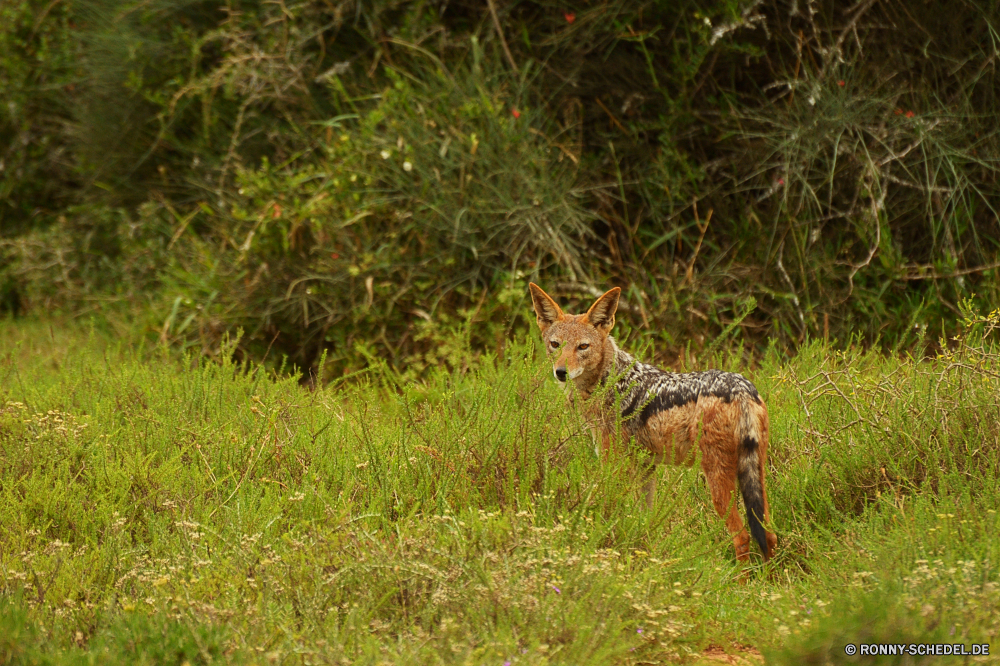 Addo Elephant National Park Kojote Wolf Hundeartige Wildtiere Wild Säugetier Red wolf Pelz Wildnis Hirsch Raubtier Safari Fuchs Park Gras Wald Süden Fleischfresser niedlich Lebensraum Katze Jäger Tiere Zoo Erhaltung im freien natürliche Katzenartige Löwe Augen reservieren Braun Damhirschkuh Jagd Wilder Hund Haare Jagd Kopf Ökologie nationalen unberührte südlichen Nase im freien Reh Reisen Spiel Porträt stielaugen Ohren Schwanz Hölzer Gesicht Umgebung Jungtier Verhalten stehende Wüste Busch gelb Hund Buck Aasfresser angepasst Dreibinden wachsamen Bestie außerhalb Winter gefährliche Feld Schließen Känguruh Bäume coyote wolf canine wildlife wild mammal red wolf fur wilderness deer predator safari fox park grass forest south carnivore cute habitat cat hunter animals zoo conservation outdoor natural feline lion eyes reserve brown doe hunting wild dog hair hunt head ecology national unspoiled southern nose outdoors fawn travel game portrait stare ears tail woods face environment cub behavior standing desert bush yellow dog buck scavenger adapted whitetail watchful beast outside winter dangerous field close kangaroo trees