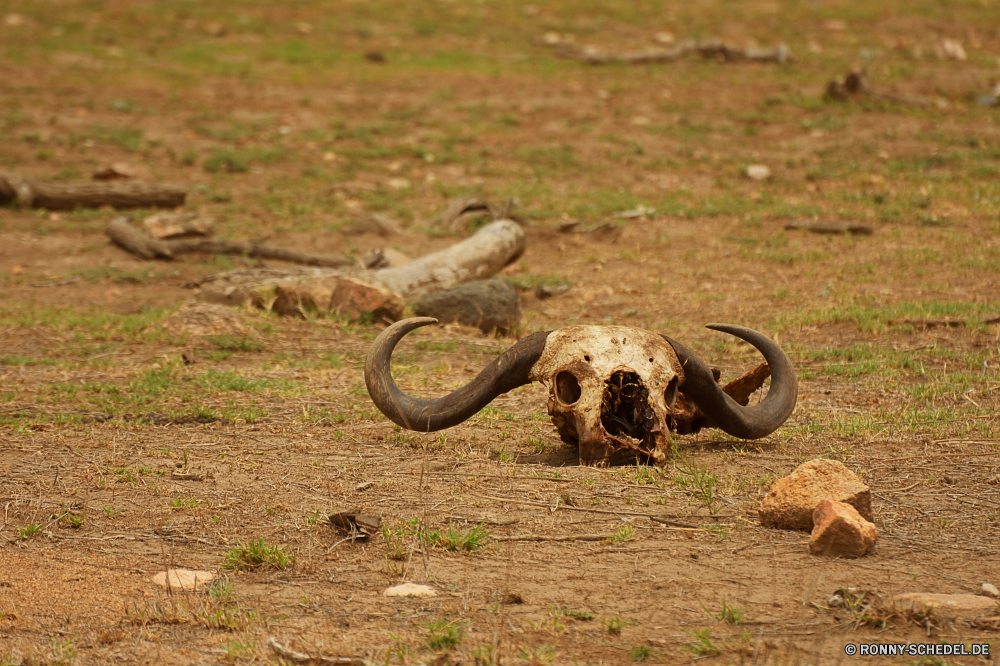 Krüger Nationalpark Hufeisen Spiel-Ausrüstung Ausrüstung Haken Sie Metall Schlange alt Eisen rostige Gerät Jahrgang Antik mechanisches Gerät Rost Schlüssel Stahl Schließen Reptil Mechanismus Kette Verwittert fangen im Alter von Sicherheit Holz Verbindungselement Kobra Objekt Zurückhaltung Detail Antike Rad Braun Wildtiere Werkzeug closeup Gold Fahrrad Wild gefährliche Textur Sperre Fahrzeug Fahrrad aus Holz verrostet Zyklus Golden Grunge Tür im freien Symbol horseshoe game equipment equipment hook metal snake old iron rusty device vintage antique mechanical device rust key steel close reptile mechanism chain weathered catch aged security wood fastener cobra object restraint detail ancient wheel brown wildlife tool closeup gold bike wild dangerous texture lock vehicle bicycle wooden rusted cycle golden grunge door outdoors symbol