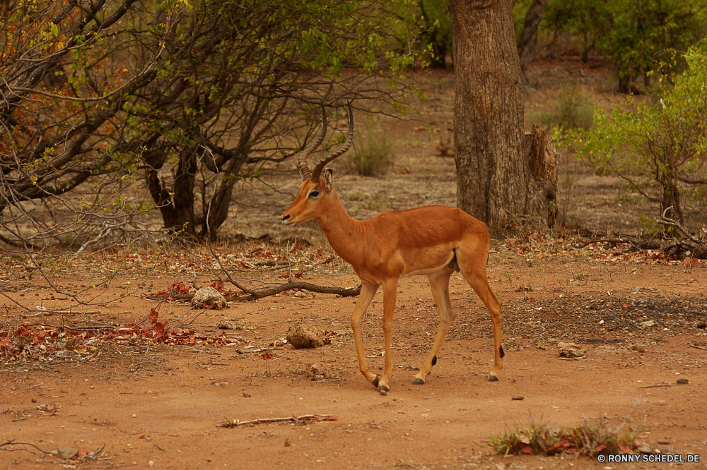 Krüger Nationalpark Impala Antilope Wiederkäuer Wildtiere Hirsch Wild Safari Dreibinden Gras Buck Braun Park Damhirschkuh Wald Gazelle Wildnis Hörner Jagd Süden Pelz Pflanzenfresser nationalen Reh Flecken Hölzer Tiere Savanne Hals Essen im freien Dreibinden-Hirsch wildes Tier Spiel ausblenden Bäume Ohren Sommer Geweihe Giraffe Jagd reservieren Busch Erhaltung Männchen Feld Landschaft Pferd Kopf groß Mutter natürliche impala antelope ruminant wildlife deer wild safari whitetail grass buck brown park doe forest gazelle wilderness horns hunting south fur herbivore national fawn spots woods animals savanna neck eating outdoor whitetail deer wild animal game hide trees ears summer antlers giraffe hunt reserve bush conservation male field landscape horse head tall mother natural