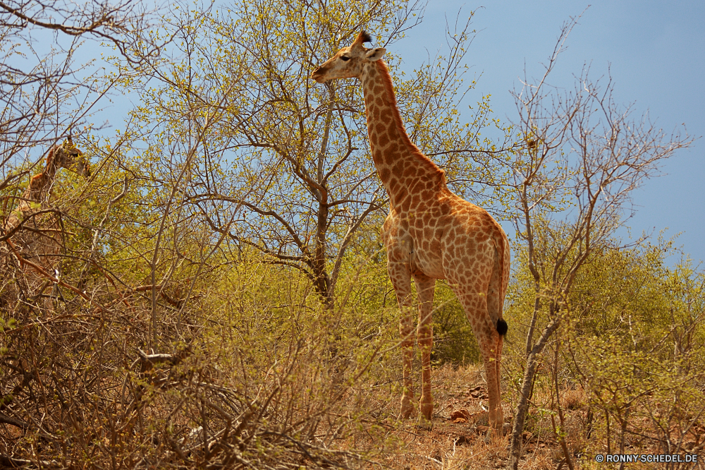 Krüger Nationalpark Giraffe Wildtiere Tier Safari Säugetier Wild Park groß reservieren Hals nationalen Süden Wildnis Landschaft Baum Flecken Spiel Tiere Busch Erhaltung natürliche Gras lange Pflanzenfresser Grünland Zoo Bäume Feld Giraffen im freien Herbst Himmel Reisen Säugetiere Wiese Tourismus Blätter im freien Land hoch Pelz Landschaft Szenerie Savanne Hirsch Antilope Kopf fallen Braun Entwicklung des ländlichen Wald Weide gelb Umgebung Sands Szene Feed getupft Sommer Wolken Buck Urlaub Saison Blatt giraffe wildlife animal safari mammal wild park tall reserve neck national south wilderness landscape tree spots game animals bush conservation natural grass long herbivore grassland zoo trees field giraffes outdoor autumn sky travel mammals meadow tourism leaves outdoors country high fur countryside scenery savanna deer antelope head fall brown rural forest pasture yellow environment sands scene feed spotted summer clouds buck vacation season leaf