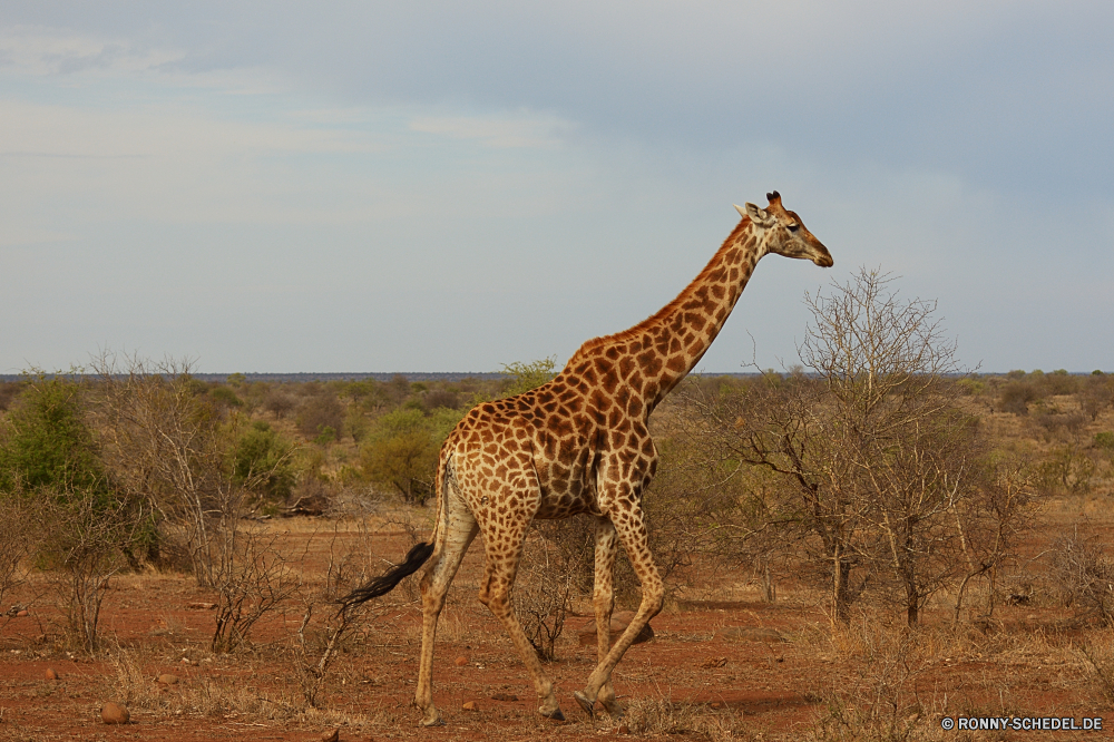 Krüger Nationalpark Giraffe Safari Tier Wildtiere Wild Säugetier reservieren Park Flecken groß Hals Süden Wildnis nationalen Spiel Zoo Gepard Katze Raubtier Tiere lange Fleischfresser Giraffen Pflanzenfresser Katzenartige Säugetiere Erhaltung natürliche Busch Baum Savanne Kopf Muster Gras hoch im freien Grünland Landschaft Braun Pelz Jäger getupft Tourismus Reisen vor Ort Ohren Mund Umgebung Auge Sands gefährdet Augen gefährliche Stand schnell Leopard Tarnung Lebensraum anmutige Szene Mantel Himmel im freien Urlaub Geschwindigkeit exotische Porträt Suchen giraffe safari animal wildlife wild mammal reserve park spots tall neck south wilderness national game zoo cheetah cat predator animals long carnivore giraffes herbivore feline mammals conservation natural bush tree savanna head pattern grass high outdoor grassland landscape brown fur hunter spotted tourism travel spot ears mouth environment eye sands endangered eyes dangerous stand fast leopard camouflage habitat graceful scene coat sky outdoors vacation speed exotic portrait look