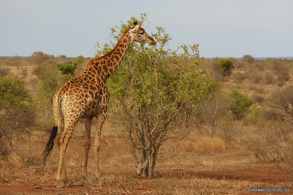 Krüger Nationalpark Giraffe Tier Safari Wildtiere Wild Säugetier Park reservieren groß Hals nationalen Flecken Süden Spiel Wildnis Pflanzenfresser Zoo Giraffen Busch lange Landschaft Erhaltung Tiere Savanne Baum Säugetiere im freien natürliche Gepard Gras hoch Fleischfresser Raubtier Tourismus Muster Grünland Kopf Katze Reisen Katzenartige Braun getupft Sands Blätter Himmel Szene Stand Urlaub Lebensraum Stier Pelz im freien Horn Mund Feld Gefahr Porträt giraffe animal safari wildlife wild mammal park reserve tall neck national spots south game wilderness herbivore zoo giraffes bush long landscape conservation animals savanna tree mammals outdoor natural cheetah grass high carnivore predator tourism pattern grassland head cat travel feline brown spotted sands leaves sky scene stand vacation habitat bull fur outdoors horn mouth field danger portrait