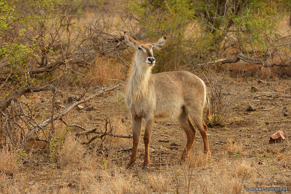 Krüger Nationalpark Buck Plazenta Säugetier Wildtiere Wirbeltiere Hirsch Tier Wild Chordatiere Antilope Dreibinden Gras Park Damhirschkuh Wildnis Safari Jagd Wald Braun Pelz Geweihe nationalen Spiel Hölzer Männchen Reh Impala Pflanzenfresser Hörner im freien Hirsch reservieren Gazelle Tiere Jagd Warnung Wiederkäuer Erhaltung Süden im freien Tierwelt natürliche niedlich Savanne Beweidung Horn Feld Maultier ausblenden Kopf Lebensraum Wiese buck placental mammal wildlife vertebrate deer animal wild chordate antelope whitetail grass park doe wilderness safari hunting forest brown fur antlers national game woods male fawn impala herbivore horns outdoor stag reserve gazelle animals hunt alert ruminant conservation south outdoors fauna natural cute savanna grazing horn field mule hide head habitat meadow