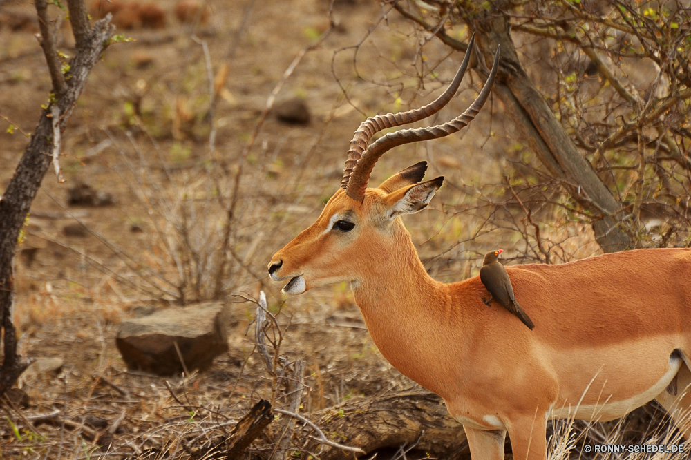 Krüger Nationalpark Impala Antilope Wiederkäuer Wildtiere Hirsch Wild Safari Gazelle Buck Gras Park Braun Dreibinden Wildnis Hörner Männchen Damhirschkuh nationalen Süden Pflanzenfresser Geweihe Wald Erhaltung Jagd Spiel Tierwelt Kopf Savanne im freien südlichen Ohren Tiere Horn Warnung reservieren Reh Hirsch Beweidung Busch Pelz Gesicht Sommer Bäume Herde natürliche Lebensraum Augen Hölzer Essen Porträt Feld Ökologie unberührte wachsamen samt Schwanz impala antelope ruminant wildlife deer wild safari gazelle buck grass park brown whitetail wilderness horns male doe national south herbivore antlers forest conservation hunting game fauna head savanna outdoor southern ears animals horn alert reserve fawn stag grazing bush fur face summer trees herd natural habitat eyes woods eating portrait field ecology unspoiled watchful velvet tail