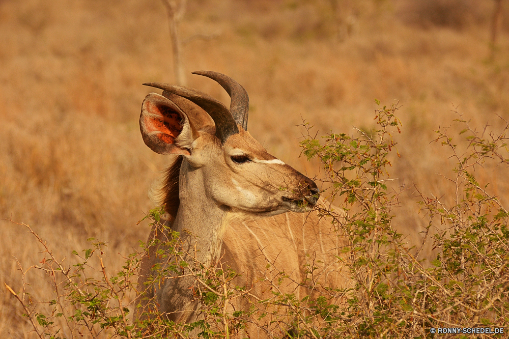 Krüger Nationalpark Antilope Wildtiere Wildnis Impala Wild Buck Säugetier Safari Hirsch Süden Wiederkäuer Lebensraum Park Plazenta reservieren Pflanzenfresser Erhaltung nationalen Spiel Männchen Gras Raubtier Löwe Pelz natürliche Wirbeltiere südlichen Fleischfresser Gazelle im freien Katzenartige Augen Savanne Braun Porträt Damhirschkuh wachsamen Jagd Ohren Tierwelt Katze Ökologie Geweihe Hörner Gesicht Hirsch Horn Warnung Tiere Maultier Mähne Jagd Säugetiere Wald Haare gelb Feld Umgebung Huftier Wiese im freien Jäger stielaugen Stier Schließen Dreibinden unberührte Sands Beweidung gefährdet Hals Chordatiere Gefahr Bighorn niedlich antelope wildlife wilderness impala wild buck mammal safari deer south ruminant habitat park placental reserve herbivore conservation national game male grass predator lion fur natural vertebrate southern carnivore gazelle outdoor feline eyes savanna brown portrait doe watchful hunting ears fauna cat ecology antlers horns face stag horn alert animals mule mane hunt mammals forest hair yellow field environment ungulate meadow outdoors hunter stare bull close whitetail unspoiled sands grazing endangered neck chordate danger bighorn cute