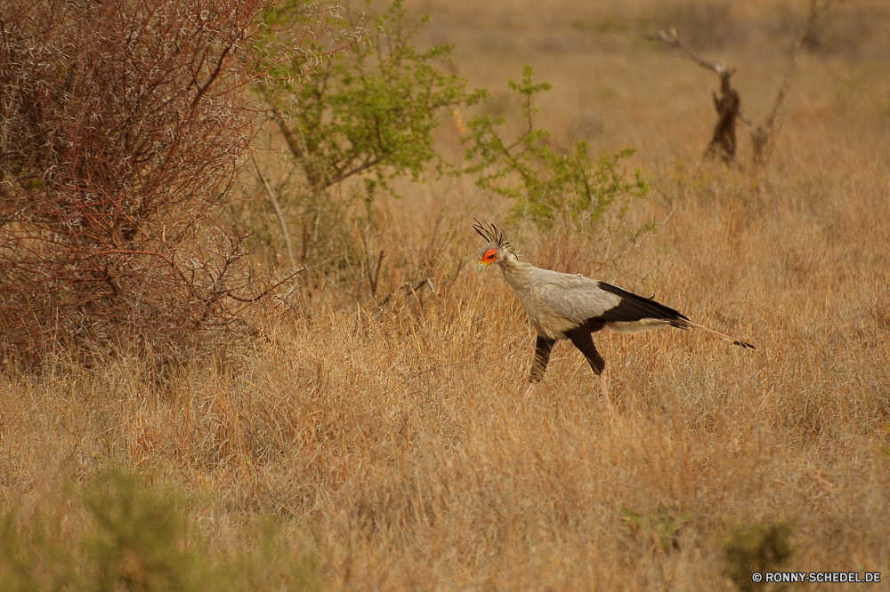 Krüger Nationalpark Kran Schreitvogel Vogel aquatische Vogel Storch Wildtiere Schnabel Wild Weißstorch Vögel Feder Federn Flügel Flügel Tiere fliegen Ibis fliegen Wasser Vogelgrippe schwarz Flug Reiher Himmel natürliche Gras Reisen Baum im freien Fluss Rechnung Tropischer Meer Safari im freien waten Gefieder Auge groß Beine Süden lange nationalen Hals Tierwelt stehende Profil anzeigen: Bein Erhaltung Leben Strand See Park Umgebung Angeln Küste Osten Feld eine Wiese Sumpf Schließen Pelikan Szene Zoo Schwanz Kopf Seite Ruhe Freiheit niedlich Specht Land crane wading bird bird aquatic bird stork wildlife beak wild white stork birds feather feathers wing wings animals flying ibis fly water avian black flight heron sky natural grass travel tree outdoors river bill tropical sea safari outdoor wading plumage eye great legs south long national neck fauna standing profile leg conservation life beach lake park environment fishing coastline east field one meadow swamp close pelican scene zoo tail head side calm freedom cute woodpecker country