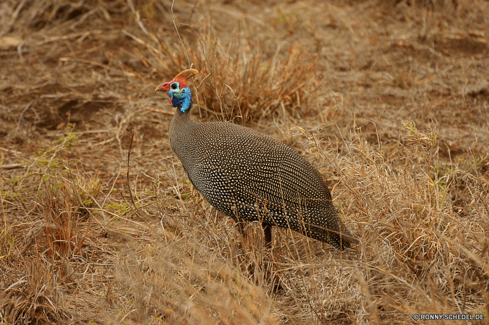 Krüger Nationalpark Rebhuhn Spiel Vogel Vogel Spiel Wildtiere Wild Turkei Auerhahn Schnabel Feder Männchen Gras Kragenhuhn Vogelgrippe Vögel Safari im freien Federn Feld Flügel Bauernhof Park fliegen Tiere Flügel Süden Pfau natürliche im freien Umgebung Auge nationalen Geflügel Hirsch reservieren Zoo Tierwelt Erhaltung Säugetier Braun Entwicklung des ländlichen Landwirtschaft Wald Tier Augen Schwanz Flug Huhn Wildnis Schließen Präriehuhn Wiese Frühling partridge game bird bird game wildlife wild turkey grouse beak feather male grass ruffed grouse avian birds safari outdoors feathers field wing farm park fly animals wings south peacock natural outdoor environment eye national fowl deer reserve zoo fauna conservation mammal brown rural agriculture forest animal eyes tail flight chicken wilderness close prairie chicken meadow spring