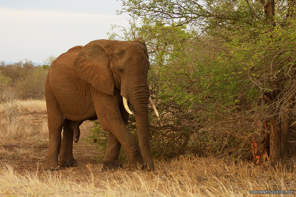 Krüger Nationalpark Elefant Säugetier Keiler Safari Wildtiere Wild Kofferraum Elfenbein Ohren Park Lumb Elefanten Tier nationalen gefährdet Erhaltung fünf Pflanzenfresser Dickhäuter Süden Tiere Stier Spiel Wildnis Tourismus starke reservieren Reisen Herde Kalb Hauer Familie Zoo gefährliche Gras Riese Gruppe Trinken Stärke im freien Männchen Wasser Baby natürliche Tierwelt Ohr stehende Kopf Baum Umgebung enorme Badehose Busch Beine Mutter macht Trinken Fluss leistungsstarke Fuß groß Auge Savanne Stand Haut grau Veld Banken Schwanz zwei Sonnenaufgang Körper Sonnenuntergang elephant mammal tusker safari wildlife wild trunk ivory ears park tusk elephants animal national endangered conservation five herbivore pachyderm south animals bull game wilderness tourism strong reserve travel herd calf tusks family zoo dangerous grass giant group drinking strength outdoors male water baby natural fauna ear standing head tree environment enormous trunks bush legs mother power drink river powerful walking tall eye savanna stand skin gray veld banks tail two sunrise body sunset