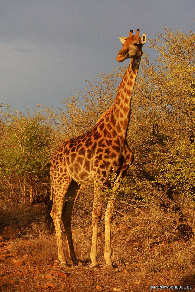 Krüger Nationalpark Giraffe Safari Tier Wildtiere Wild Säugetier groß Hals Park Flecken reservieren Süden Wildnis Spiel nationalen Zoo Pflanzenfresser lange Giraffen Erhaltung Busch Savanne Säugetiere Tiere Baum Kopf Grünland im freien Gepard natürliche Gras hoch Reisen Muster Raubtier Tourismus Landschaft Braun Fleischfresser Katzenartige Katze Himmel Pelz Ohren stehende Porträt Mund Tierwelt getupft Szene Haare Stand Umgebung Urlaub Lebensraum Reiner exotische Auge Retikulierter Suchen Sands Tarnung Ohr Nase Ökologie Blätter giraffe safari animal wildlife wild mammal tall neck park spots reserve south wilderness game national zoo herbivore long giraffes conservation bush savanna mammals animals tree head grassland outdoor cheetah natural grass high travel pattern predator tourism landscape brown carnivore feline cat sky fur ears standing portrait mouth fauna spotted scene hair stand environment vacation habitat plain exotic eye reticulated look sands camouflage ear nose ecology leaves