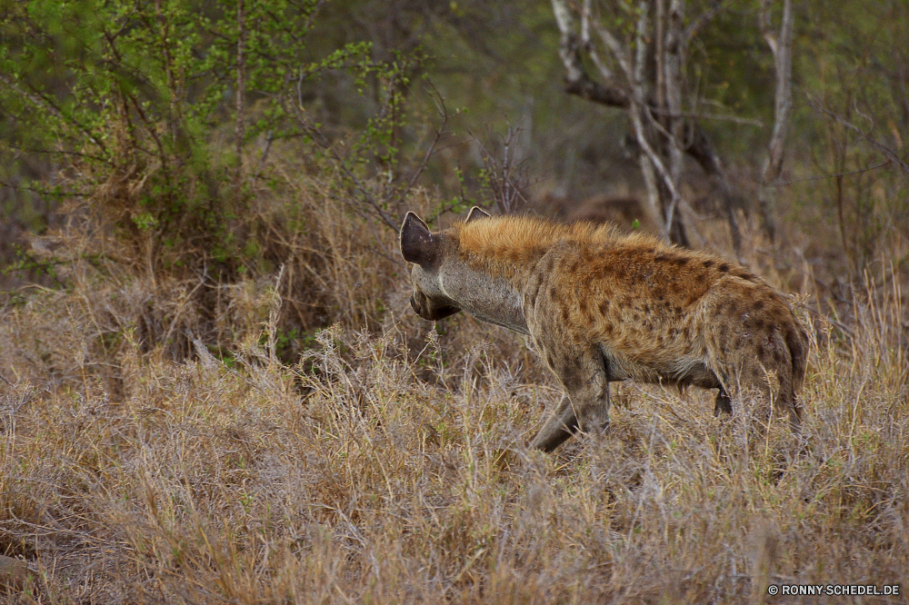 Krüger Nationalpark Hyäne Hundeartige Säugetier Wildtiere Safari Wild reservieren Raubtier Fleischfresser Katze Katzenartige Süden Spiel Park Flecken Gepard Pelz Tiere Gras Wildnis Erhaltung Sands nationalen Löwe Jäger getupft Giraffe Reisen gefährliche Hirsch Gefahr Säugetiere fünf Landschaft Braun natürliche Umgebung im freien zu töten Wald Blut Zoo Tierwelt Abenteuer Luchs Leopard hyena canine mammal wildlife safari wild reserve predator carnivore cat feline south game park spots cheetah fur animals grass wilderness conservation sands national lion hunter spotted giraffe travel dangerous deer danger mammals five landscape brown natural environment outdoors kill forest blood zoo fauna adventure lynx leopard