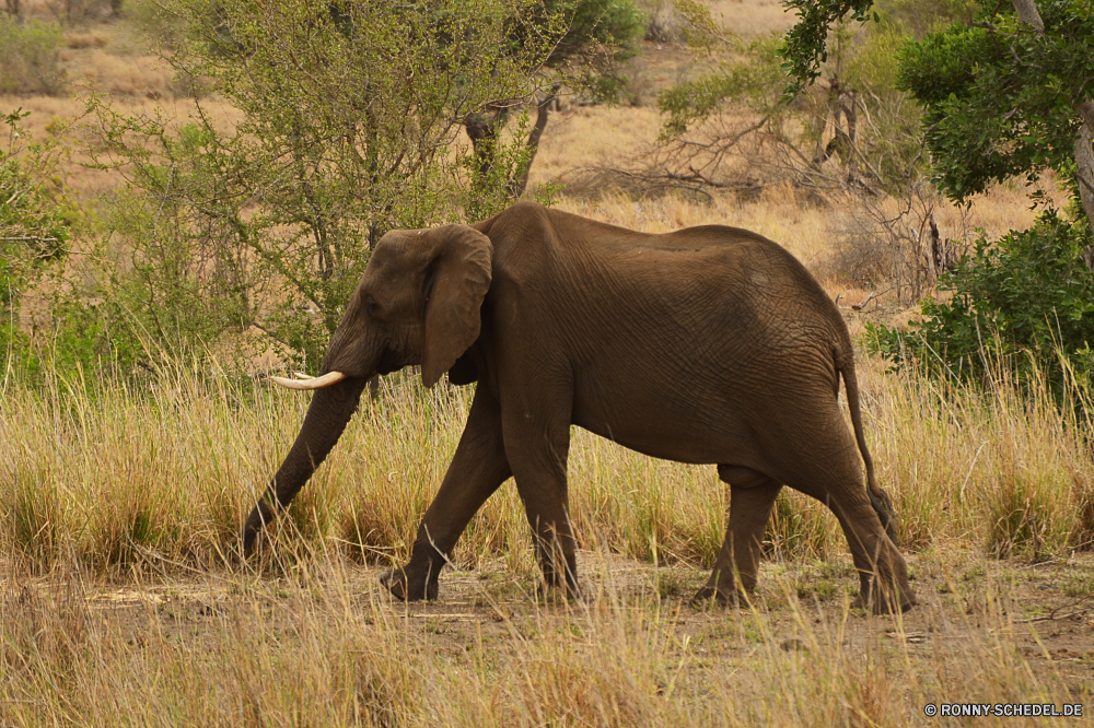 Krüger Nationalpark Keiler Elefant Säugetier Safari Wildtiere Tier Wild Kofferraum Lumb Elfenbein Elefanten Park nationalen gefährdet Ohren fünf Tiere Pflanzenfresser Dickhäuter Erhaltung Süden reservieren Wildnis Spiel Reisen starke Stier Tourismus Hauer gefährliche Riese Gras Zoo Männchen Herde natürliche Stärke Ohr Kalb Tierwelt Wasser Familie Baum Gruppe im freien Kopf Trinken Umgebung enorme Badehose macht leistungsstarke stehende Körper Beine Busch Baby Savanne Säugetiere Haut Auge Fluss gigantische Schwanz im freien groß tusker elephant mammal safari wildlife animal wild trunk tusk ivory elephants park national endangered ears five animals herbivore pachyderm conservation south reserve wilderness game travel strong bull tourism tusks dangerous giant grass zoo male herd natural strength ear calf fauna water family tree group outdoors head drinking environment enormous trunks power powerful standing body legs bush baby savanna mammals skin eye river gigantic tail outdoor tall