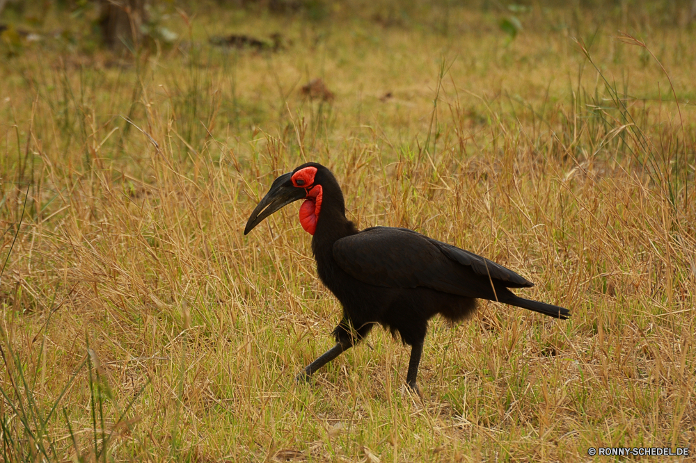 Krüger Nationalpark Vogel Wildtiere Schnabel Feder aquatische Vogel Wild Vögel Flügel Federn Auge Kopf Tropischer schwarz Zoo Vogelgrippe Tiere Tier bunte Hals Rechnung Gefieder natürliche exotische gelb Farbe Wasser Flügel Wald Tukan Papagei Dschungel Orange Profil anzeigen: Porträt Ornithologie Park Tierwelt Süden fliegen Ente Geflügel Fluss im freien Schließen Schwanz closeup Storch im freien Schutz Gras Leben Nase Baum See Männchen Ibis bird wildlife beak feather aquatic bird wild birds wing feathers eye head tropical black zoo avian animals animal colorful neck bill plumage natural exotic yellow color water wings forest toucan parrot jungle orange profile portrait ornithology park fauna south fly duck fowl river outdoors close tail closeup stork outdoor protection grass life nose tree lake male ibis