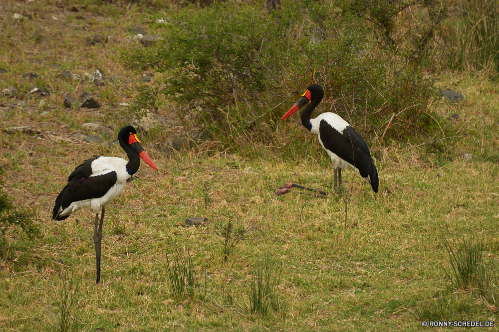 Krüger Nationalpark Schwarzstorch Storch Schreitvogel Vogel aquatische Vogel Schnabel Wildtiere Wild Feder Vögel Flügel Federn Pelikan Wasser Tiere schwarz Auge See Flügel Rechnung Vogelgrippe Gras Tropischer im freien Hals natürliche Schließen Gefieder Kopf Zoo Fluss fliegen Angeln im freien Reiher Tierwelt Farbe lange Reisen Himmel stehende Profil anzeigen: Beine Süden Meer Baum Schutz Sumpf groß Fuß Orange Ozean Park Landschaft Störche bunte Leben Porträt Bein Stein eine Umgebung Braun exotische grau Wiese Familie Sommer black stork stork wading bird bird aquatic bird beak wildlife wild feather birds wing feathers pelican water animals black eye lake wings bill avian grass tropical outdoors neck natural close plumage head zoo river fly fishing outdoor heron fauna color long travel sky standing profile legs south sea tree protection swamp great walking orange ocean park landscape storks colorful life portrait leg stone one environment brown exotic gray meadow family summer