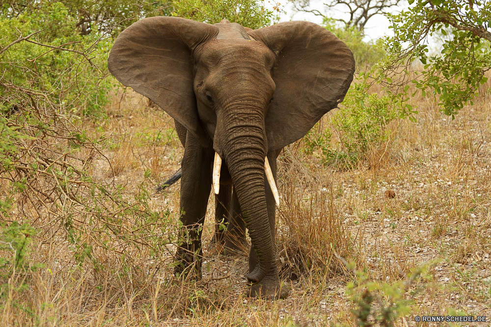 Krüger Nationalpark Keiler Elefant Säugetier Safari Wildtiere Wild Kofferraum Tier Elefanten Elfenbein Ohren Lumb Park gefährdet nationalen Tiere Erhaltung fünf Pflanzenfresser Süden Stier Tourismus Wildnis Kalb Spiel Dickhäuter Hauer Reisen starke reservieren Herde gefährliche Riese Männchen Gras im freien Badehose Trinken Wasser Familie Umgebung Stärke Gruppe Zoo Busch Baby Baum natürliche Kopf Ohr leistungsstarke stehende Tierwelt macht Trinken grau enorme Savanne Säugetiere Beine Fluss gigantische Schwanz Fuß Stand groß im freien Mutter Körper Lebensraum Veld Banken zwei Sonnenaufgang Junge Säugetier Sonnenuntergang Auge tusker elephant mammal safari wildlife wild trunk animal elephants ivory ears tusk park endangered national animals conservation five herbivore south bull tourism wilderness calf game pachyderm tusks travel strong reserve herd dangerous giant male grass outdoors trunks drinking water family environment strength group zoo bush baby tree natural head ear powerful standing fauna power drink gray enormous savanna mammals legs river gigantic tail walking stand tall outdoor mother body habitat veld banks two sunrise young mammal sunset eye