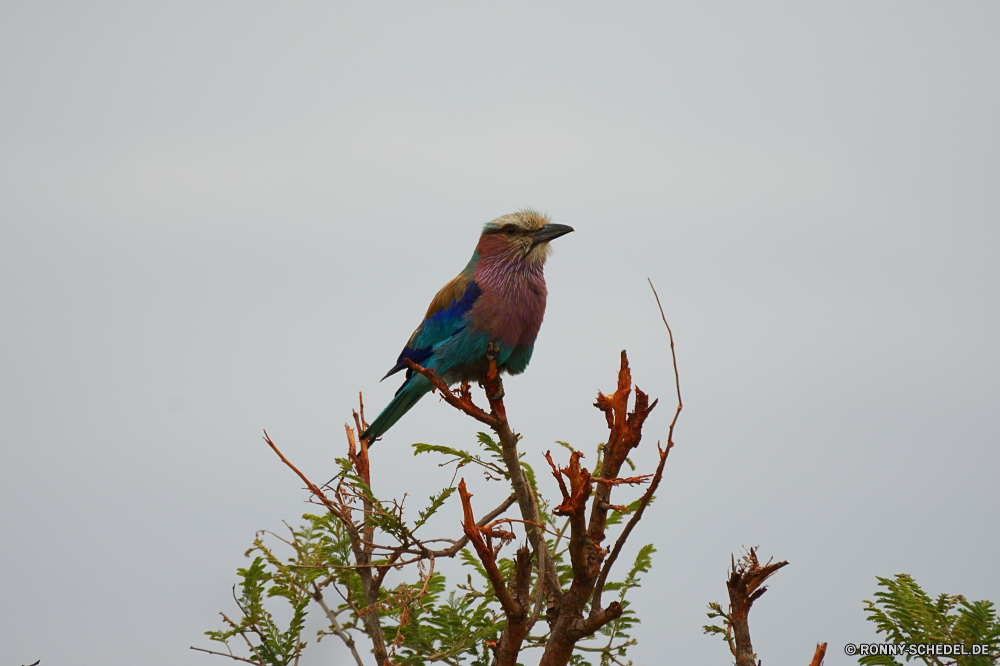 Krüger Nationalpark Vogel Biene-Esser Wildtiere Schnabel Feder Kuckuck Wild Branch Baum Flügel Tier Vogelgrippe Federn Vögel Auge Park Flügel Papagei Tierwelt fliegen Wald Barsch Tropischer bunte im freien thront Tiere Farbe Ornithologie Schließen Zweig gelb Natur Rechnung Porträt sitzen schwarz Frühling exotische Leben Winter niedlich Vogelbeobachtung hocken Gefieder natürliche Schwanz Männchen Garten Umgebung Ara Kardinal Flug Haustiere Erhaltung Lebensraum Himmel bird bee eater wildlife beak feather cuckoo wild branch tree wing animal avian feathers birds eye park wings parrot fauna fly forest perch tropical colorful outdoors perched animals color ornithology close twig yellow nature bill portrait sitting black spring exotic life winter cute birding perching plumage natural tail male garden environment macaw cardinal flight pets conservation habitat sky