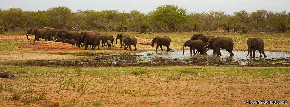 Krüger Nationalpark Elefant Gras Pferd Wasserbüffel Pferde Beweidung Ranch alten Welt Büffel Säugetier Tiere Wild Weide Bauernhof Entwicklung des ländlichen Wildtiere Feld Herde Kalb Landschaft Stute Wiese Braun Safari Wiederkäuer Pferde Weiden Junge Säugetier Vieh Park Landschaft Busch Kuh Hengst Mähne Bäume im freien Wildnis Baum nationalen Sommer Himmel Zaun Junge Essen Warzenschwein Ackerland Land Land natürliche Wald Gruppe Reisen Stier Szene Elefanten Schweinepest im freien Familie Schwanz Berge Essen Wasser Rinder Fuß Szenerie Berg reservieren Kofferraum sonnig Erhaltung zwei Hügel trocken Spiel Huftier Lumb Landwirtschaft Pony Pflanzenfresser Säugetiere fünf Keiler zu Fuß Süden Colt Fluss Frühling elephant grass horse water buffalo horses grazing ranch old world buffalo mammal animals wild pasture farm rural wildlife field herd calf landscape mare meadow brown safari ruminant equine graze young mammal livestock park countryside bush cow stallion mane trees outdoors wilderness tree national summer sky fence young eating warthog farmland land country natural forest group travel bull scene elephants swine outdoor family tail mountains eat water cattle walking scenery mountain reserve trunk sunny conservation two hill dry game ungulate tusk agriculture pony herbivore mammals five tusker walk south colt river spring