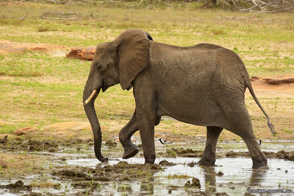 Krüger Nationalpark Elefant Säugetier Safari Wildtiere Wild Kofferraum Elfenbein Lumb Elefanten Park Ohren nationalen gefährdet Erhaltung Dickhäuter Keiler fünf Pflanzenfresser Stier Kalb Süden Tiere Spiel Wildnis starke reservieren Tourismus Hauer Herde Reisen Zoo Trinken Riese gefährliche Familie Wasser Männchen Tier Stärke im freien Baby Gruppe Ohr Gras natürliche stehende macht Kopf Tierwelt enorme Badehose leistungsstarke Beine Mutter Trinken Umgebung Baum Savanne Fluss Stand groß Haut Veld Banken Busch Loch Fuß Sonnenaufgang Sonnenuntergang Auge Körper Junge Säugetier schwere zwei Nase elephant mammal safari wildlife wild trunk ivory tusk elephants park ears national endangered conservation pachyderm tusker five herbivore bull calf south animals game wilderness strong reserve tourism tusks herd travel zoo drinking giant dangerous family water male animal strength outdoors baby group ear grass natural standing power head fauna enormous trunks powerful legs mother drink environment tree savanna river stand tall skin veld banks bush hole walking sunrise sunset eye body young mammal heavy two nose