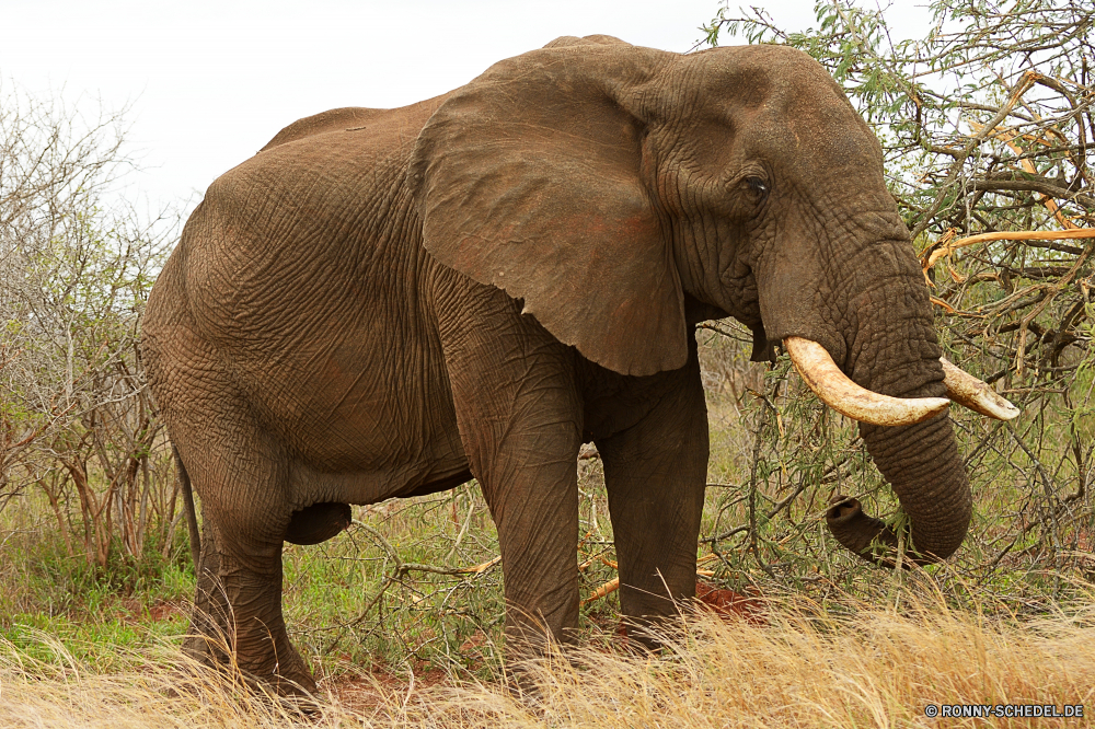 Krüger Nationalpark Elefant Säugetier Safari Wildtiere Wild Kofferraum Keiler Elfenbein Lumb Ohren Elefanten Park nationalen gefährdet Pflanzenfresser Erhaltung fünf Dickhäuter Tiere Süden Stier Tourismus starke Spiel reservieren Wildnis Reisen Kalb Hauer Tier Herde Zoo gefährliche Familie Riese Ohr Trinken Gras Stärke im freien Männchen Gruppe Wasser Baby Kopf natürliche Umgebung Tierwelt Baum Beine stehende macht Badehose leistungsstarke Busch Haut grau Auge Trinken enorme Fuß groß zwei Mutter Fluss Savanne Schwanz Loch Stand Körper elephant mammal safari wildlife wild trunk tusker ivory tusk ears elephants park national endangered herbivore conservation five pachyderm animals south bull tourism strong game reserve wilderness travel calf tusks animal herd zoo dangerous family giant ear drinking grass strength outdoors male group water baby head natural environment fauna tree legs standing power trunks powerful bush skin gray eye drink enormous walking tall two mother river savanna tail hole stand body