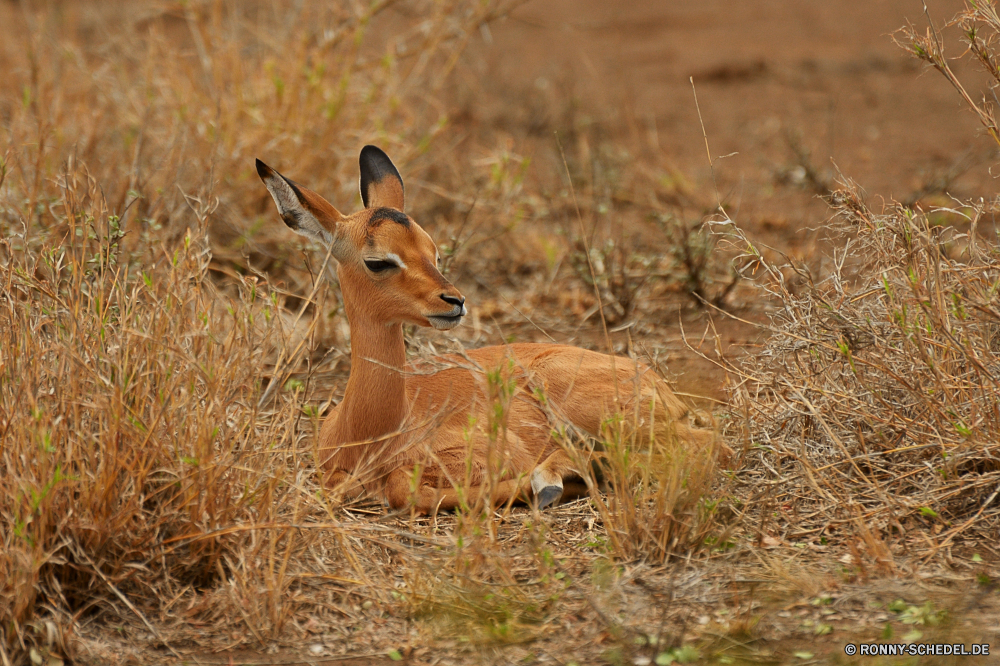 Krüger Nationalpark Impala Antilope Wiederkäuer Wildtiere Hirsch Wild Safari Gazelle Gras Wildnis Park Süden Erhaltung Dreibinden Braun Buck nationalen Hörner Lebensraum Damhirschkuh Pflanzenfresser südlichen reservieren Spiel Kopf Wald Ohren Männchen im freien Tierwelt natürliche Jagd Pelz Ökologie unberührte Savanne Porträt Augen Tiere Gesicht Hirsch wachsamen Geweihe Beweidung Reh Feld Horn stehende Grünland Warnung Hals Umgebung niedlich Sommer Raubtier impala antelope ruminant wildlife deer wild safari gazelle grass wilderness park south conservation whitetail brown buck national horns habitat doe herbivore southern reserve game head forest ears male outdoor fauna natural hunting fur ecology unspoiled savanna portrait eyes animals face stag watchful antlers grazing fawn field horn standing grassland alert neck environment cute summer predator