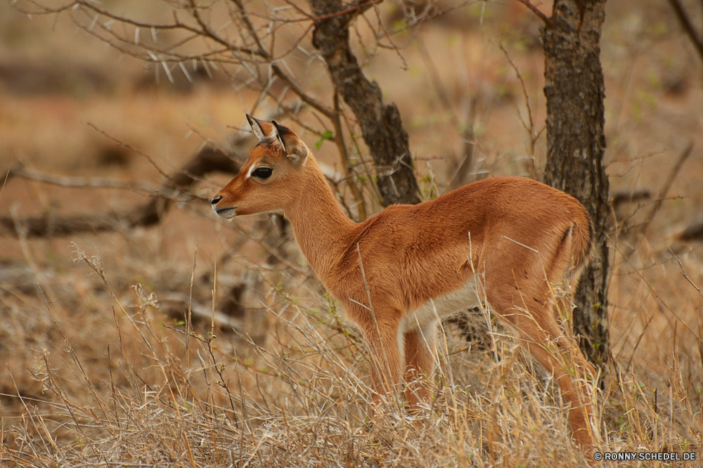 Krüger Nationalpark Impala Antilope Wiederkäuer Wildtiere Hirsch Wild Buck Safari Dreibinden Damhirschkuh Gras Wald Wildnis Braun Park Süden Pelz Jagd Reh Hörner Pflanzenfresser Ohren Spiel Hölzer Männchen Geweihe im freien Erhaltung Gazelle Augen Kopf nationalen natürliche reservieren Gesicht Savanne Tierwelt im freien südlichen Löwe Flecken Zoo Porträt Essen Tiere Lebensraum Bäume wachsamen niedlich Plazenta stehende Reisen Busch Katze impala antelope ruminant wildlife deer wild buck safari whitetail doe grass forest wilderness brown park south fur hunting fawn horns herbivore ears game woods male antlers outdoor conservation gazelle eyes head national natural reserve face savanna fauna outdoors southern lion spots zoo portrait eating animals habitat trees watchful cute placental standing travel bush cat