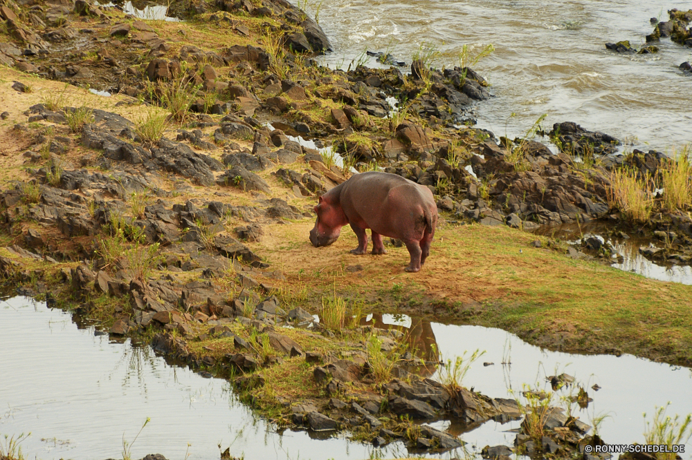 Krüger Nationalpark Nilpferd Wasserbüffel alten Welt Büffel Huftier Wild Wiederkäuer Wildtiere Säugetier Tiere Safari Gras Bauernhof Wasser Braun Landschaft Entwicklung des ländlichen Stier Park natürliche reservieren Pferd Beweidung Wiese im freien See Fluss Weide Erhaltung Wildnis Berge nationalen Herde Horn Feld Säugetiere Pferde im freien Kopf inländische Schwein Schweinepest Reisen Landwirtschaft gefährliche macht Pflanzenfresser Wald Schweinefleisch Süden Elefant Nilpferd Nashorn Grünland Ohren niedlich Landbau zwei Sommer Haustier Nashorn Rinder Schnauze Vieh schwarz Kuh Zoo Schweinchen Fett Schwein Ferkel Gefahr Spiel Berg Männchen hippopotamus water buffalo old world buffalo ungulate wild ruminant wildlife mammal animals safari grass farm water brown landscape rural bull park natural reserve horse grazing meadow outdoors lake river pasture conservation wilderness mountains national herd horn field mammals horses outdoor head domestic pig swine travel agriculture dangerous power herbivore forest pork south elephant hippo rhino grassland ears cute farming two summer pet rhinoceros cattle snout livestock black cow zoo piggy fat hog piglet danger game mountain male