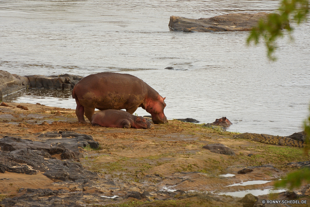 Krüger Nationalpark Nilpferd Huftier Säugetier Wildtiere Wild Tiere Wasser Safari Bauernhof Schwein reservieren Park Säugetiere Schweinefleisch Erhaltung Süden Wildnis im freien Gras Stier Schweinchen Meer Braun Schweinepest Zoo Ohren Fluss gefährliche Pelz Kopf Ferkel niedlich natürliche Landwirtschaft Leben im freien Schwein Nilpferd Schnauze Spiel Löwe Landschaft Schwimmen Fett Gefahr nationalen Umgebung inländische Pflanzenfresser Entwicklung des ländlichen Kuh Fels Schlamm Siegel Wald Kampf gegen Schwanz Weide Nase Landbau Feld Mund Ozean Haustier See Wiese Elefant Reisen hippopotamus ungulate mammal wildlife wild animals water safari farm pig reserve park mammals pork conservation south wilderness outdoors grass bull piggy sea brown swine zoo ears river dangerous fur head piglet cute natural agriculture life outdoor hog hippo snout game lion landscape swimming fat danger national environment domestic herbivore rural cow rock mud seal forest fighting tail pasture nose farming field mouth ocean pet lake meadow elephant travel