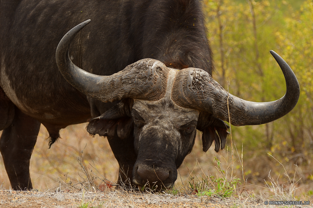 Krüger Nationalpark Wasserbüffel alten Welt Büffel Wiederkäuer Stier Wildtiere Wild Rinder Kuh Büffel Safari Horn Park Bauernhof Hörner Gras Tiere gefährliche Rindern fünf Feld Süden Rindfleisch Männchen Pflanzenfresser Braun nationalen Weide Wiese Bison Tierwelt im freien Landwirtschaft Vieh Kopf Elefant Reisen Erhaltung Entwicklung des ländlichen Herde Schließen Wildnis Pelz Kap Bestie Ohren im freien schwarz Porträt Landbau natürliche Gesicht Ranch reservieren außerhalb Ochsen inländische Beweidung Zoo Augen Milch Gefahr Fleisch auf der Suche Weiden stehende Säugetiere Molkerei Busch Nase macht starke Tourismus Kalb Haare Sommer Land water buffalo old world buffalo ruminant bull wildlife wild cattle cow buffalo safari horn park farm horns grass animals dangerous bovine five field south beef male herbivore brown national pasture meadow bison fauna outdoors agriculture livestock head elephant travel conservation rural herd close wilderness fur cape beast ears outdoor black portrait farming natural face ranch reserve outside ox domestic grazing zoo eyes milk danger meat looking graze standing mammals dairy bush nose power strong tourism calf hair summer country