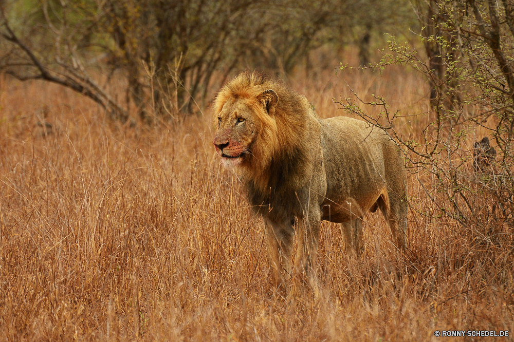 Krüger Nationalpark Löwe Großkatze Katzenartige Katze Wildtiere Raubtier Fleischfresser Safari Wild Säugetier Mähne Pelz Männchen Jäger Süden Wildnis gefährliche König Löwen ruhelosigkeit Tiere Augen Löwin gefährdet Zoo Porträt Gesicht Katzen Lebensraum Park reservieren Gefahr natürliche Haare Bestie leistungsstarke Savanne Schließen Umgebung Kopf exotische Mund Säugetiere stielaugen Spiel gelb Dschungel Gras Rest wilden Gebrüll fünf majestätisch Erhaltung im freien räuberische Zähne Big5 Panther wachsamen Verhalten Zoologie pelzigen Regal heftige Mantel nationalen Intensive Jagd stolz Schnurrhaare Beutegreifer barthaare Arten südlichen auf der Suche Jagd Nase macht im freien Raubkatzen fleischfressende Zoologische Abenteuer Erwachsener Suchen lion big cat feline cat wildlife predator carnivore safari wild mammal mane fur male hunter south wilderness dangerous king lions resting animals eyes lioness endangered zoo portrait face cats habitat park reserve danger natural hair beast powerful savanna close environment head exotic mouth mammals stare game yellow jungle grass rest ferocious roar five majestic conservation outdoor predatory teeth big5 panther watchful behavior zoology furry regal fierce coat national intense hunt pride whiskers carnivores whisker species southern looking hunting nose power outdoors felines carnivorous zoological adventure adult look