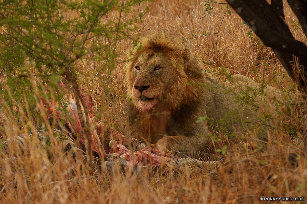 Krüger Nationalpark Löwe Großkatze Katzenartige Raubtier Katze Wildtiere Fleischfresser Wild Safari Säugetier Mähne Pelz Männchen Süden Wildnis Jäger gefährliche König Zoo Löwen Augen ruhelosigkeit Tiere Porträt Gefahr Bestie gefährdet leistungsstarke Schließen natürliche Haare Gesicht Lebensraum Mund reservieren Katzen Park Kopf Savanne stielaugen Umgebung Gras Säugetiere Dschungel exotische gelb Löwin fünf pelzigen Rest wilden Big5 im freien Gebrüll Spiel räuberische heftige Zoologie majestätisch Zähne Panther Regal wachsamen Jagd Erhaltung Verhalten barthaare Intensive südlichen Schnurrhaare im freien Zoologische stolz Mantel Teufelskreis angepasst fleischfressende Suchen Arten Kreatur — Nase macht auf der Suche Erwachsener lion big cat feline predator cat wildlife carnivore wild safari mammal mane fur male south wilderness hunter dangerous king zoo lions eyes resting animals portrait danger beast endangered powerful close natural hair face habitat mouth reserve cats park head savanna stare environment grass mammals jungle exotic yellow lioness five furry rest ferocious big5 outdoor roar game predatory fierce zoology majestic teeth panther regal watchful hunt conservation behavior whisker intense southern whiskers outdoors zoological pride coat vicious adapted carnivorous look species creature nose power looking adult