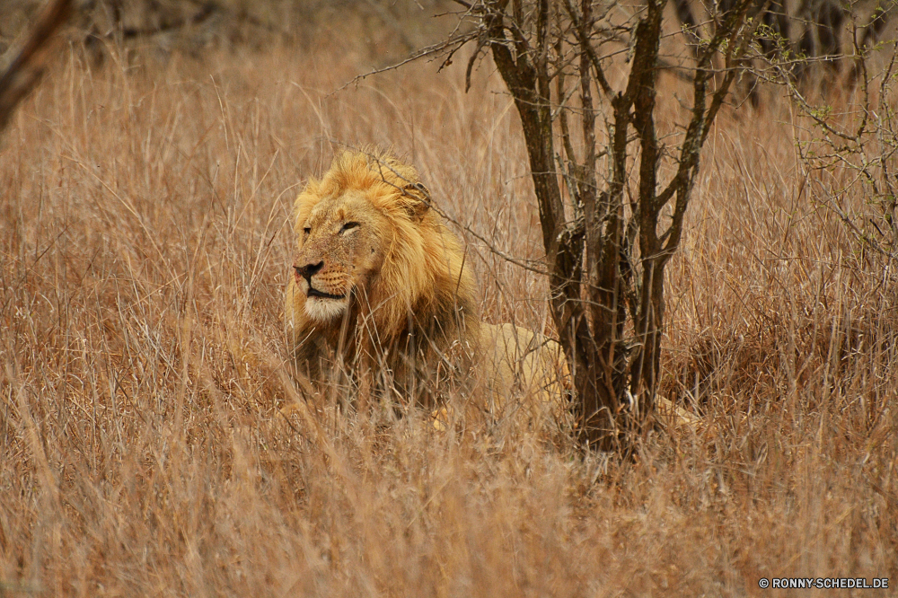 Krüger Nationalpark Löwe Großkatze Katzenartige Katze Raubtier Wildtiere Fleischfresser Safari Wild Säugetier Mähne Pelz Männchen Jäger Süden gefährliche König Wildnis ruhelosigkeit Porträt Löwen Zoo Augen Tiere gefährdet Haare Gefahr Löwin Gesicht Schließen Bestie leistungsstarke Kopf natürliche Lebensraum reservieren Park Umgebung Savanne Katzen stielaugen Mund Dschungel exotische Säugetiere gelb Gras Rest fünf Spiel wilden im freien pelzigen Gebrüll räuberische Jagd majestätisch Zähne Erhaltung wachsamen heftige Zoologie Big5 Panther Regal Verhalten Nase Schnurrhaare Mantel auf der Suche Zoologische barthaare Intensive südlichen nationalen Beutegreifer Teufelskreis Raubkatzen Arten stolz Jagd Grünland macht im freien Suchen lion big cat feline cat predator wildlife carnivore safari wild mammal mane fur male hunter south dangerous king wilderness resting portrait lions zoo eyes animals endangered hair danger lioness face close beast powerful head natural habitat reserve park environment savanna cats stare mouth jungle exotic mammals yellow grass rest five game ferocious outdoor furry roar predatory hunt majestic teeth conservation watchful fierce zoology big5 panther regal behavior nose whiskers coat looking zoological whisker intense southern national carnivores vicious felines species pride hunting grassland power outdoors look