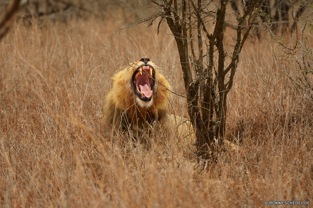 Krüger Nationalpark Löwe Großkatze Katzenartige Wildtiere Raubtier Säugetier Wild Safari Fleischfresser Katze Mähne Süden Männchen Pelz reservieren Gras Wildnis Feld Park Jäger König natürliche Bestie Haare Augen Porträt Wiese Jagd Gesicht Land Kopf Spiel gefährliche Entwicklung des ländlichen Schließen im freien Tiere Gefahr gefährdet gelb leistungsstarke ruhelosigkeit Umgebung Landschaft Löwen Lebensraum fünf Bauernhof im freien Landschaft Sands Himmel nationalen Löwin Säugetiere Dschungel Sommer Weide Zähne Gebrüll Braun auf der Suche Kuh Vieh Mund Reisen Rest exotische Pavian Big5 Landwirtschaft Savanne Hirsch Grünland Pferd Abenteuer Erhaltung Heu Affe niedlich Buck lion big cat feline wildlife predator mammal wild safari carnivore cat mane south male fur reserve grass wilderness field park hunter king natural beast hair eyes portrait meadow hunt face country head game dangerous rural close outdoor animals danger endangered yellow powerful resting environment countryside lions habitat five farm outdoors landscape sands sky national lioness mammals jungle summer pasture teeth roar brown looking cow livestock mouth travel rest exotic baboon big5 agriculture savanna deer grassland horse adventure conservation hay monkey cute buck