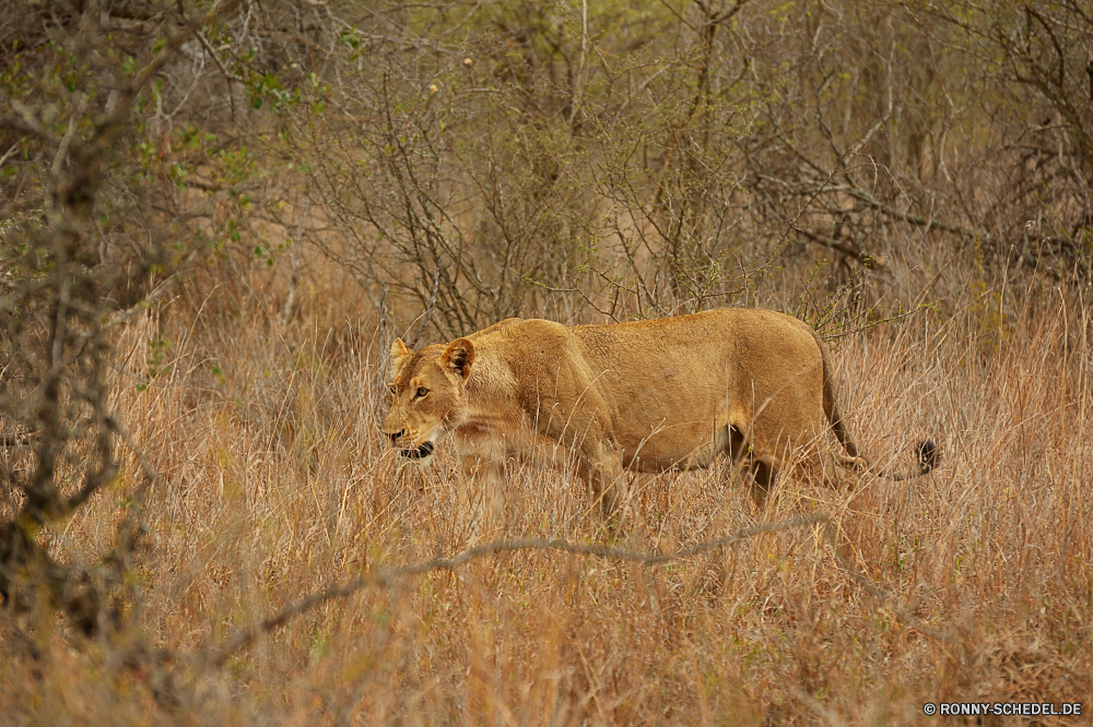 Krüger Nationalpark Löwe Großkatze Katzenartige Katze Wildtiere Raubtier Safari Fleischfresser Säugetier Wild Süden Pelz Löwin Jäger Wildnis reservieren Mähne gefährliche Lebensraum Augen Männchen Park ruhelosigkeit Löwen Spiel natürliche König Gesicht Umgebung Bestie gefährdet leistungsstarke fünf Porträt Haare Savanne Tiere stielaugen Gras exotische Kopf Jagd Gefahr Schließen Zoo im freien gelb Zoologie Erhaltung Rest Panther Katzen Dschungel Tierwelt Mund Jungtier wachsamen südlichen Säugetiere Big5 wilden Sands räuberische Verhalten Jagd Abenteuer Intensive stolz auf der Suche Mantel Landschaft nationalen Gebrüll heftige Schnurrhaare pelzigen Zähne Tag lion big cat feline cat wildlife predator safari carnivore mammal wild south fur lioness hunter wilderness reserve mane dangerous habitat eyes male park resting lions game natural king face environment beast endangered powerful five portrait hair savanna animals stare grass exotic head hunt danger close zoo outdoor yellow zoology conservation rest panther cats jungle fauna mouth cub watchful southern mammals big5 ferocious sands predatory behavior hunting adventure intense pride looking coat countryside national roar fierce whiskers furry teeth day