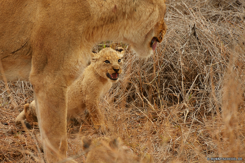 Krüger Nationalpark Löwe Großkatze Katzenartige Raubtier Wildtiere Safari Katze Wild Fleischfresser Säugetier Pelz Süden Löwin Jäger Wildnis reservieren Spiel Augen Löwen Mähne gefährliche Lebensraum Park ruhelosigkeit Umgebung König Bestie Männchen fünf Tiere natürliche Gefahr gefährdet Gras Savanne Gesicht Jagd Haare leistungsstarke Schließen Zoo Porträt exotische im freien gelb Kopf stielaugen Mund Säugetiere Dschungel Erhaltung Jungtier Zoologie Tierwelt Rest Big5 Panther Sands Katzen südlichen Jagd Mantel Regal wachsamen Verhalten nationalen pelzigen Zähne wilden Gebrüll räuberische niedlich Tag Intensive Abenteuer Osten Frühling Reisen lion big cat feline predator wildlife safari cat wild carnivore mammal fur south lioness hunter wilderness reserve game eyes lions mane dangerous habitat park resting environment king beast male five animals natural danger endangered grass savanna face hunt hair powerful close zoo portrait exotic outdoor yellow head stare mouth mammals jungle conservation cub zoology fauna rest big5 panther sands cats southern hunting coat regal watchful behavior national furry teeth ferocious roar predatory cute day intense adventure east spring travel