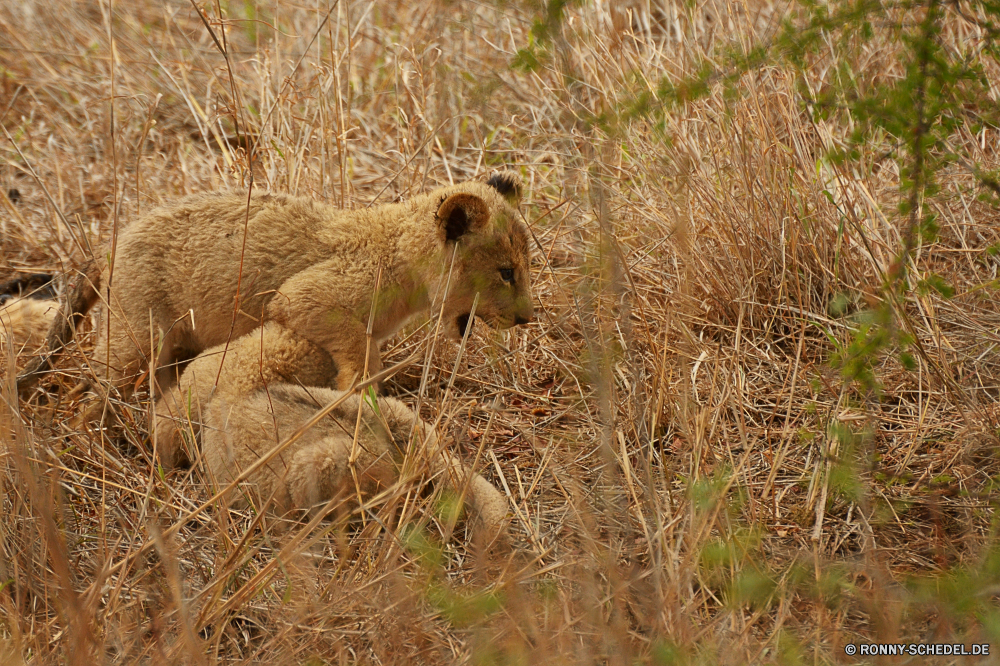 Krüger Nationalpark Brauner Bär Bär Säugetier Raubtier Wildtiere Safari Löwe Wild Fleischfresser Katzenartige Katze Hyäne reservieren Süden Park Spiel Pelz ruhelosigkeit Wildnis Hundeartige Gras Löwin Jäger gefährliche Gepard Schließen Braun Bestie fünf nationalen natürliche Augen Lebensraum Gefahr Kopf Umgebung im freien Tiere Löwen Sands Savanne Großkatze Tierwelt pelzigen niedlich Hund Abenteuer Erhaltung Reisen gelb Jungtier gefährdet Männchen König Haare Mähne Zähne Porträt Osten Feld Pavian aggressive Jagd Gesicht leistungsstarke Zoo exotische brown bear bear mammal predator wildlife safari lion wild carnivore feline cat hyena reserve south park game fur resting wilderness canine grass lioness hunter dangerous cheetah close brown beast five national natural eyes habitat danger head environment outdoor animals lions sands savanna big cat fauna furry cute dog adventure conservation travel yellow cub endangered male king hair mane teeth portrait east field baboon aggressive hunt face powerful zoo exotic