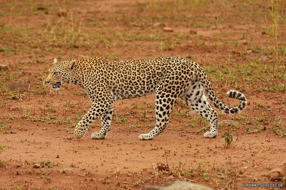 Krüger Nationalpark Leopard Pelz Katzenartige Raubtier Safari Katze Wildtiere Großkatze Wild Säugetier Fleischfresser Tierhaut Gepard Jäger Flecken reservieren getupft Tiere gefährliche Panther Tier Gefahr Süden Gras Jagd Katzen Schnurrhaare Säugetiere Leoparden Spiel stielaugen Auge Jagd Kopf Porträt barthaare gefährdet behaarte Dschungel Zoo tierisches material Park Nase schnell Suchen Zoologie Blick leistungsstarke Ohr Haare liegend Sands Tiger Ruhe müde Streifen fünf nationalen majestätisch zwei natürliche gestreift Marodeur Baum Wildkatze gigantische in Gefangenschaft Zwillinge heftige Bedrohung Zorn Attack Streifen Orange Giraffe schöne Augen Pflanze Geschwindigkeit Arten vor Ort Muster Abenteuer im freien Bestie Wildnis Blut ruhelosigkeit Erhaltung auf der Suche Reisen Mantel Busch leopard fur feline predator safari cat wildlife big cat wild mammal carnivore animal skin cheetah hunter spots reserve spotted animals dangerous panther animal danger south grass hunt cats whiskers mammals leopards game stare eye hunting head portrait whisker endangered hairy jungle zoo animal material park nose fast look zoology gaze powerful ear hair lying sands tiger calm tired stripe five national majestic two natural striped marauder tree wildcat gigantic captive twins fierce threat anger attack stripes orange giraffe lovely eyes plant speed species spot pattern adventure outdoors beast wilderness blood resting conservation looking travel coat bush