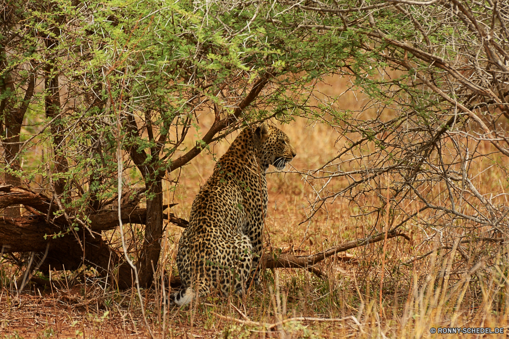 Krüger Nationalpark Leopard Großkatze Katzenartige Safari Wildtiere Säugetier Wild Raubtier Katze Pelz Fleischfresser Gepard Flecken reservieren Süden Park Spiel Giraffe getupft nationalen Gras Tierhaut Sands Gefahr Panther Jäger Tiere Baum Säugetiere gefährliche fünf natürliche groß Zoo Wildnis Hals Busch Jagd lange Bestie Katzen Jagd Blut Erhaltung Kopf Leoparden gefährdet Reisen Landschaft schnell Big5 zu töten Abenteuer Auge Kadaver Grünland stielaugen Muster Suchen Pflanzenfresser barthaare Schnurrhaare Porträt zwei im freien Pflanze leopard big cat feline safari wildlife mammal wild predator cat fur carnivore cheetah spots reserve south park game giraffe spotted national grass animal skin sands danger panther hunter animals tree mammals dangerous five natural tall zoo wilderness neck bush hunt long beast cats hunting blood conservation head leopards endangered travel landscape fast big5 kill adventure eye carcass grassland stare pattern look herbivore whisker whiskers portrait two outdoors plant