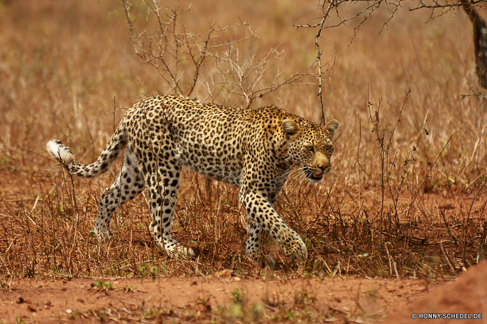 Krüger Nationalpark Leopard Pelz Katzenartige Katze Wildtiere Safari Raubtier Tierhaut Großkatze Wild Säugetier Fleischfresser Gepard Flecken Jäger reservieren Tier getupft Tiere Süden gefährliche Panther Gras Gefahr tierisches material gefährdet Jagd Spiel Schnurrhaare Katzen Park Säugetiere Zoo schnell stielaugen Porträt Leoparden Auge Kopf Sands Jagd fünf nationalen natürliche Dschungel Nase Suchen barthaare Zoologie behaarte vor Ort Augen Giraffe Ohr Baum Schließen liegend im freien Haare Wildkatze zwei Geschwindigkeit Arten Blick Streifen majestätisch Abenteuer Wildnis Ruhe in Gefangenschaft Attack müde leistungsstarke Blut auf der Suche Muster Erhaltung Orange Marodeur gigantische Zwillinge heftige Bedrohung Bestie Tiger Zorn Punkt starrte Streifen ruhelosigkeit Zähne Mund Reisen gestreift schöne Kadaver Gesicht Busch Pflanze Umgebung gelb Jaguar leopard fur feline cat wildlife safari predator animal skin big cat wild mammal carnivore cheetah spots hunter reserve animal spotted animals south dangerous panther grass danger animal material endangered hunt game whiskers cats park mammals zoo fast stare portrait leopards eye head sands hunting five national natural jungle nose look whisker zoology hairy spot eyes giraffe ear tree close lying outdoors hair wildcat two speed species gaze stripe majestic adventure wilderness calm captive attack tired powerful blood looking pattern conservation orange marauder gigantic twins fierce threat beast tiger anger dot staring stripes resting teeth mouth travel striped lovely carcass face bush plant environment yellow jaguar