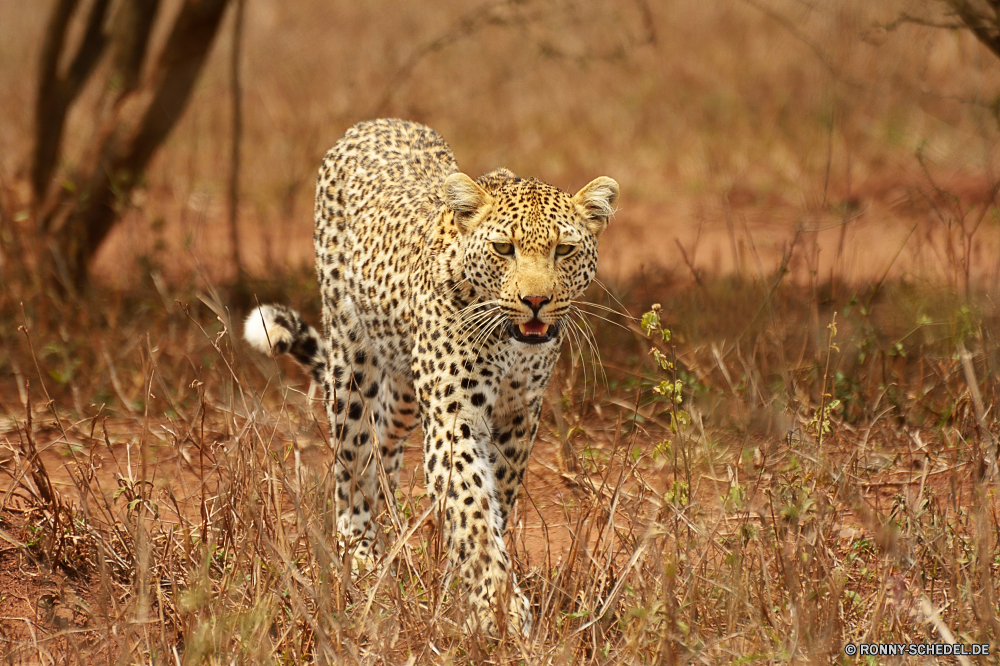 Krüger Nationalpark Leopard Pelz Katzenartige Großkatze Katze Safari Raubtier Wildtiere Fleischfresser Säugetier Wild Gepard Tierhaut Flecken Jäger getupft reservieren Gefahr Panther gefährliche Schnurrhaare Tiere Süden Gras Katzen Spiel Jagd Säugetiere gefährdet stielaugen Tier Leoparden Sands Auge Jagd tierisches material schnell barthaare behaarte fünf Nase Porträt Park zwei Kopf Zoologie Ruhe Blick Dschungel müde leistungsstarke Zoo Ohr Haare liegend Wildkatze Bedrohung Geschwindigkeit Marodeur gigantische in Gefangenschaft Zwillinge heftige zu töten nationalen Tiger Zorn Attack Streifen Blut majestätisch Streifen Baum Suchen natürliche gestreift schöne Abenteuer Augen Orange Kadaver Bestie Arten ruhelosigkeit im freien Pflanze Big5 Impala Giraffe Punkt Reisen Mantel Zähne Wildnis Mund auf der Suche leopard fur feline big cat cat safari predator wildlife carnivore mammal wild cheetah animal skin spots hunter spotted reserve danger panther dangerous whiskers animals south grass cats game hunt mammals endangered stare animal leopards sands eye hunting animal material fast whisker hairy five nose portrait park two head zoology calm gaze jungle tired powerful zoo ear hair lying wildcat threat speed marauder gigantic captive twins fierce kill national tiger anger attack stripe blood majestic stripes tree look natural striped lovely adventure eyes orange carcass beast species resting outdoors plant big5 impala giraffe dot travel coat teeth wilderness mouth looking