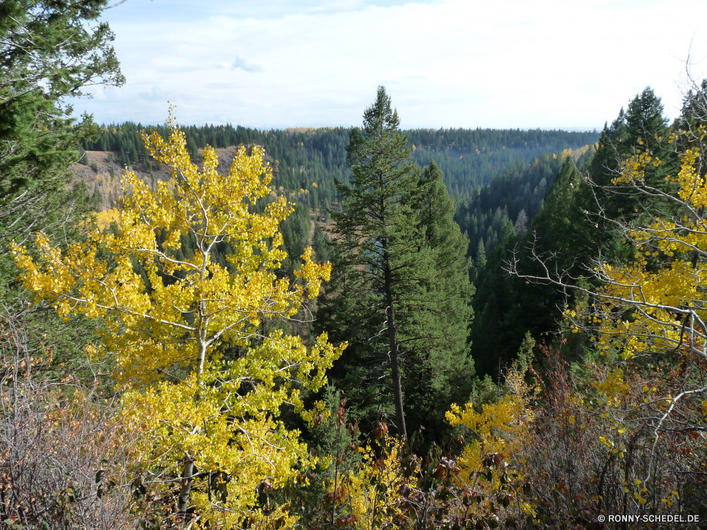 Mesa Falls ByWay Stechginster Strauch woody plant vascular plant Herbst Baum Pflanze Landschaft Wald fallen Bäume gelb Forsythie Saison Blatt im freien Himmel Park Berg Blätter Gras natürliche Entwicklung des ländlichen Szenerie Umgebung Sommer bunte Belaubung Feld Wiese Holz Landschaft Szene Farbe Hölzer Flora im freien Frühling See Orange Sonnenlicht Berge Sonne Fluss landschaftlich Horizont Wasser Land Pflanzen sonnig nationalen Reisen Tag Hügel Branch Blume Landschaften Pappel Landwirtschaft Golden Land außerhalb ruhige Tourismus klar Blumen Kraut friedliche Garten Gold Reflexion Licht Bauernhof Farben saisonale Wolke hell Wolken Birke Sonnenuntergang Ahorn niemand Jahreszeiten Teich Wandern Bewuchs Weide Landbau Hintergründe am Morgen Straße Wachstum gorse shrub woody plant vascular plant autumn tree plant landscape forest fall trees yellow forsythia season leaf outdoors sky park mountain leaves grass natural rural scenery environment summer colorful foliage field meadow wood countryside scene color woods flora outdoor spring lake orange sunlight mountains sun river scenic horizon water country plants sunny national travel day hill branch flower scenics poplar agriculture golden land outside tranquil tourism clear flowers herb peaceful garden gold reflection light farm colors seasonal cloud bright clouds birch sunset maple nobody seasons pond hiking vegetation pasture farming backgrounds morning road growth