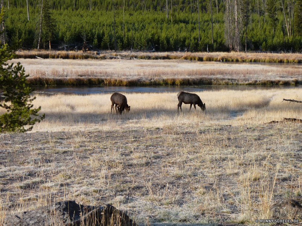 Yellowstone Nationalpark Schweinepest Gras Huftier Weide Bauernhof Entwicklung des ländlichen Pferd Wild Säugetier Landschaft Feld Beweidung Warzenschwein Pferde Wildtiere Ranch Herde Wiese Braun Bison Baum Tiere Kuh Land Weiden Bäume Safari Stute Hengst Wiederkäuer Landschaft im freien Himmel Landwirtschaft Pferde Vieh Wildschwein Land Wald Ackerland Sommer Rinder Zaun Mähne even-toed ungulate Hyäne natürliche reservieren Hundeartige schwarz Reisen Essen Szenerie Park im freien Berg Wildschwein Wasserbüffel Schwanz Herbst Landbau außerhalb Haustier nationalen Kalb Busch Frühling Wasser Stier Essen Plazenta alten Welt Büffel Berge Elefant Hirsch Gruppe Sonne Spiel Corral Ebenen Kühe Pony peccary Bereich Holz Süden Hügel friedliche Wildnis inländische Horizont swine grass ungulate pasture farm rural horse wild mammal landscape field grazing warthog horses wildlife ranch herd meadow brown bison tree animals cow country graze trees safari mare stallion ruminant countryside outdoors sky agriculture equine livestock wild boar land forest farmland summer cattle fence mane even-toed ungulate hyena natural reserve canine black travel eating scenery park outdoor mountain boar water buffalo tail autumn farming outside pet national calf bush spring water bull eat placental old world buffalo mountains elephant deer group sun game corral plains cows pony peccary area wood south hill peaceful wilderness domestic horizon