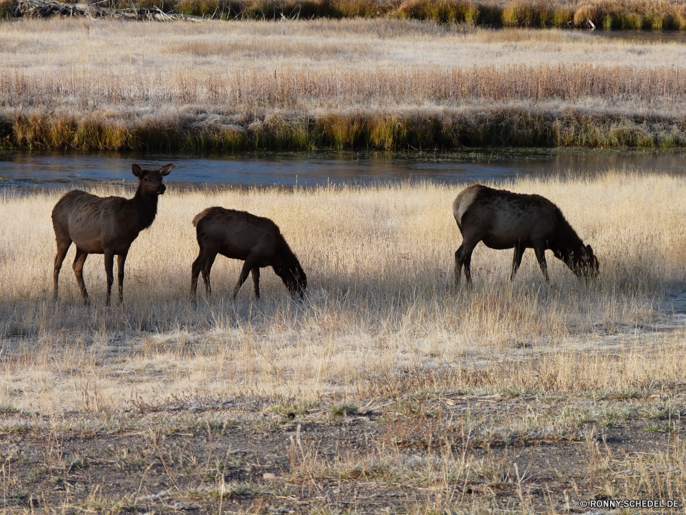 Yellowstone Nationalpark Wasserbüffel alten Welt Büffel Warzenschwein Pferd Schweinepest Wild Wildtiere Wiederkäuer Gras Pferde Tiere Safari Weide Beweidung Bauernhof Huftier Herde Braun Elefant Feld Entwicklung des ländlichen Stute Park Wiese Ranch Wildnis im freien Landschaft Pferde Landschaft Kalb Säugetier nationalen Hengst zwei Erhaltung frei Weiden Pflanzenfresser Mähne Reisen Essen Süden Berge Wasser Colt Junge Säugetier Schwanz natürliche Hügel trocken Essen Baum im freien Hirsch Familie reservieren Ausführen Busch Vieh Pelz Himmel Kuh Reiner inländische Spiel Land Elefanten Landwirtschaft Säugetiere Männchen Land Wüste allein Junge Sonnenuntergang Haare Bäume Sommer water buffalo old world buffalo warthog horse swine wild wildlife ruminant grass horses animals safari pasture grazing farm ungulate herd brown elephant field rural mare park meadow ranch wilderness outdoors landscape equine countryside calf mammal national stallion two conservation free graze herbivore mane travel eat south mountains water colt young mammal tail natural hill dry eating tree outdoor deer family reserve running bush livestock fur sky cow plain domestic game country elephants agriculture mammals male land desert alone young sunset hair trees summer