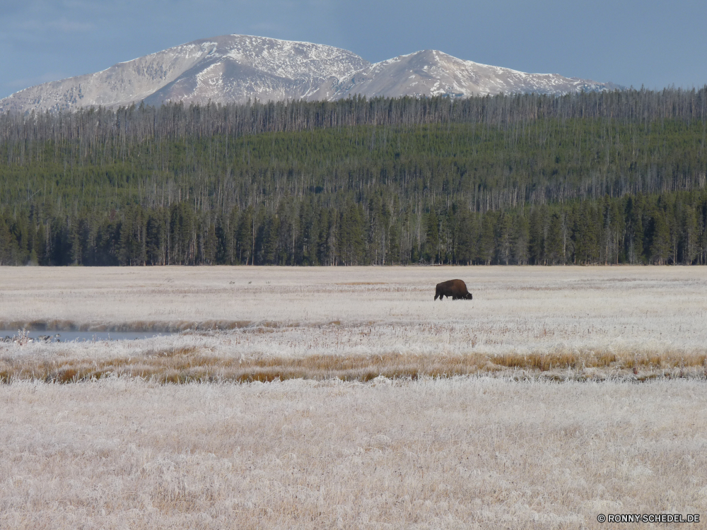 Yellowstone Nationalpark Schnee Berg Berge Landschaft Hochland Wald Himmel Bäume Winter Wildnis Baum Spitze Bereich im freien Gras Reisen Park Bison landschaftlich im freien kalt Szenerie nationalen Steigung Hügel Umgebung Gletscher Wolken Feld Eis Tourismus felsigen Tal Entwicklung des ländlichen See Wiederkäuer Wild hoch Sommer Alpine Fluss Land Urlaub Saison schneebedeckt Wandern Wetter natürliche Wasser Fels Kiefer Weide Panorama Wolke Frühling Ski Wiese Alpen Landschaften Herbst Szene Skipiste Fuß sonnig Erhaltung Grat Land Ökologie Landschaft Ozean Tourist Spitzen Klippe ruhige fallen geologische formation Skifahren saisonale Klippen Wanderung übergeben majestätisch Kuh Norden Hund Düne Sonne Horizont Rinder Blätter snow mountain mountains landscape highland forest sky trees winter wilderness tree peak range outdoors grass travel park bison scenic outdoor cold scenery national slope hill environment glacier clouds field ice tourism rocky valley rural lake ruminant wild high summer alpine river country vacation season snowy hiking weather natural water rock pine pasture panorama cloud spring ski meadow alps landscapes autumn scene ski slope walking sunny conservation ridge land ecology countryside ocean tourist peaks cliff tranquil fall geological formation skiing seasonal cliffs hike pass majestic cow north dog dune sun horizon cattle leaves