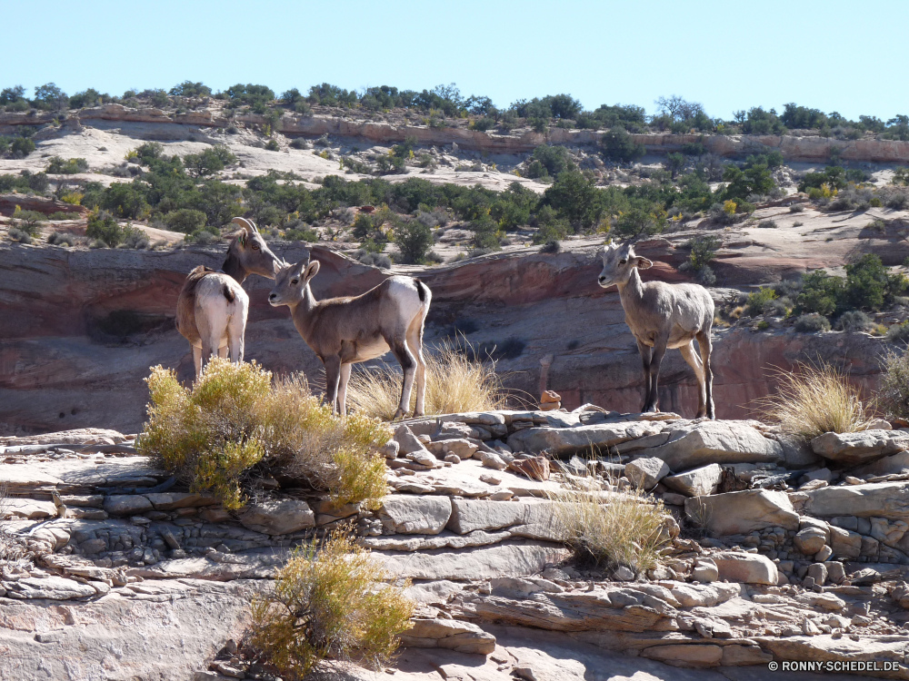 Canyonlands Island in the Sky Hirsch Karibu Bighorn Pferde Wildtiere Berg-Schaf Wild Gras Wilde Schafe Arsch Maultier Bauernhof odd-toed ungulate Pferd Entwicklung des ländlichen im freien Steinbock Tiere Wiederkäuer Wiese Braun Feld Landschaft Kuh Wald Pferde Bäume Wildziege Beweidung Ziege Park Pelz Antilope Vieh Berge Weide Baum Land Sommer Reisen Plazenta Zoo natürliche Landschaft im freien Wildnis Hölzer außerhalb Elch Damhirschkuh Ranch Herde Spiel Berg Stier Landwirtschaft Safari Süden Rinder Kopf Schnee nationalen Himmel Buck stehende Huftier Männchen Gazelle Schaf Wasser Haare Reh Pflanzenfresser Hörner Mähne Hengst Säugetiere Rasse Erhaltung Impala Gruppe niedlich Porträt Gesicht Frühling deer caribou bighorn equine wildlife mountain sheep wild grass wild sheep ass mule farm odd-toed ungulate horse rural outdoors ibex animals ruminant meadow brown field landscape cow forest horses trees wild goat grazing goat park fur antelope livestock mountains pasture tree country summer travel placental zoo natural countryside outdoor wilderness woods outside elk doe ranch herd game mountain bull agriculture safari south cattle head snow national sky buck standing ungulate male gazelle sheep water hair fawn herbivore horns mane stallion mammals breed conservation impala group cute portrait face spring