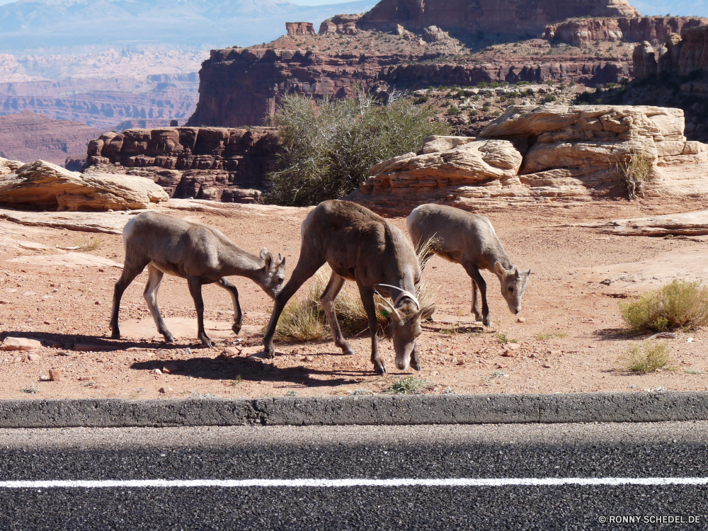 Canyonlands Island in the Sky Pferd Bighorn Pferde Berg-Schaf Gras Tiere Bauernhof Pferde Braun Kamel Wild Wilde Schafe Wildtiere Arsch Entwicklung des ländlichen Ranch Weide Feld im freien Stute Wüste Beweidung Wildnis Landschaft Hirsch Mähne Hengst Wiese Fohlen Kopf Colt odd-toed ungulate Sommer Himmel Park Wiederkäuer im freien Vieh Landschaft Steppe Sand Bäume Säugetier Pelz trocken natürliche Land Berge zwei Huftier Herde Safari Reiner Baum Reisen Land außerhalb Düne Kamele Weiden Zaun landschaftlich Säugetiere stehende Tag Resort Männchen Sonne Pony Karibu sonnig Rasse Schwanz Essen Schaf Porträt Trense Landwirtschaft Junge Säugetier horse bighorn horses mountain sheep grass animals farm equine brown camel wild wild sheep wildlife ass rural ranch pasture field outdoors mare desert grazing wilderness landscape deer mane stallion meadow foal head colt odd-toed ungulate summer sky park ruminant outdoor livestock countryside steppe sand trees mammal fur dry natural land mountains two ungulate herd safari plain tree travel country outside dune camels graze fence scenic mammals standing day resort male sun pony caribou sunny breed tail eating sheep portrait bridle agriculture young mammal