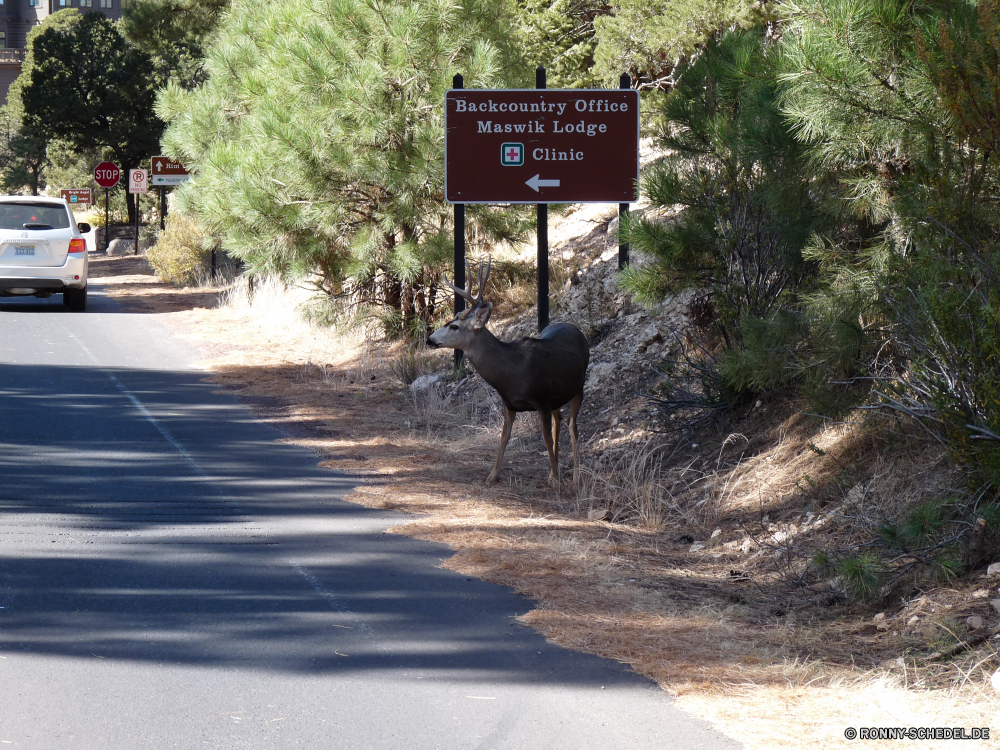 Grand Canyon National Park Barrow Handwagen Radfahrzeug Fahrzeug Vermittlung Wildtiere Buck Hirsch Säugetier Männchen Wild im freien Gras Park Wasser Baum im freien Feld Landschaft Stier Kontur Sonne Straße Plazenta Himmel Sonnenuntergang Reisen Wildnis Fuß Braun natürliche Szenerie Geweihe Bäume Sitzbank Karibu Winter Wiese Schnee Elch Entwicklung des ländlichen Wald Pferd Meer Tier Strand Sommer friedliche Urlaub Rinder landschaftlich Herde Jagd kalt Warenkorb Wolken Holz Sonnenaufgang Tourismus See Bauernhof Wasserbüffel Spiel Fluss Resort Land barrow handcart wheeled vehicle vehicle conveyance wildlife buck deer mammal male wild outdoors grass park water tree outdoor field landscape bull silhouette sun road placental sky sunset travel wilderness walking brown natural scenery antlers trees bench caribou winter meadow snow elk rural forest horse sea animal beach summer peaceful vacation cattle scenic herd hunting cold shopping cart clouds wood sunrise tourism lake farm water buffalo game river resort country