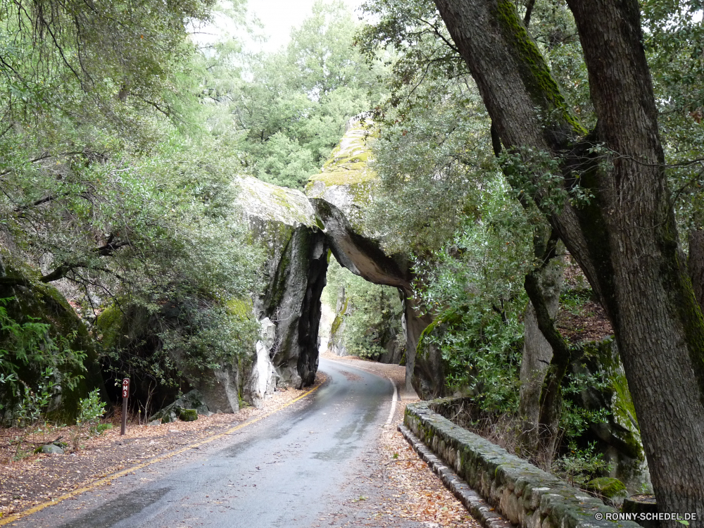 Yosemite Nationalpark Baum woody plant Wald vascular plant Bäume Landschaft Park im freien Pflanze Hölzer im freien Pfad Wandern Reisen Szenerie Straße Fluss Sommer landschaftlich Entwicklung des ländlichen Herbst Belaubung Gras zu Fuß Berg natürliche Wanderung Garten Holz fallen Wasser Fuß Tourismus Umgebung Wanderweg Frühling Blatt Land außerhalb Stein Landschaft Brücke Saison Abenteuer Wildnis Blätter Dschungel durch Fels Szene Ziel alt friedliche Frieden Spur Himmel Urlaub Wasserfall Sonne Wild Stream Branch aus Holz Tourist üppige cork tree Pflanzen ruhige am Morgen Flora Aktivität Tag Rucksack sonnig Kofferraum Busch Boden Perspektive Berge See Erholung tree woody plant forest vascular plant trees landscape park outdoor plant woods outdoors path hiking travel scenery road river summer scenic rural autumn foliage grass walk mountain natural hike garden wood fall water walking tourism environment trail spring leaf country outside stone countryside bridge season adventure wilderness leaves jungle through rock scene destination old peaceful peace lane sky vacation waterfall sun wild stream branch wooden tourist lush cork tree plants tranquil morning flora activity day backpack sunny trunk bush ground perspective mountains lake recreation