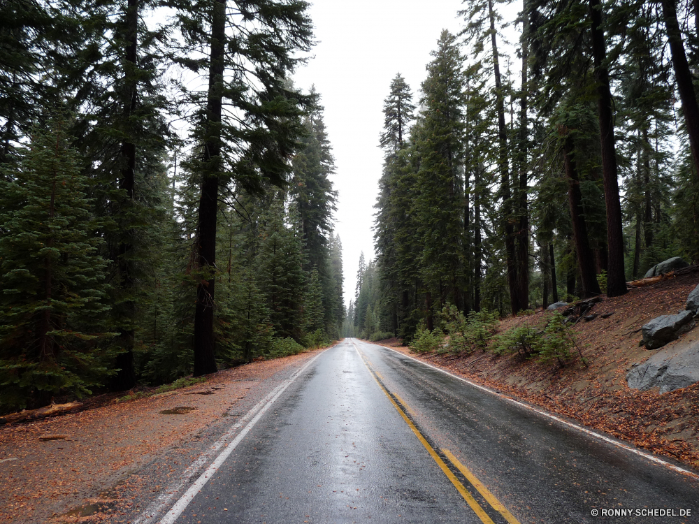 Yosemite Nationalpark Track Straße Landschaft Biegung Reisen Bäume Transport Autobahn Himmel Entwicklung des ländlichen Asphalt Wald landschaftlich Reise Berg Baum Land Berge Art und Weise Reise Park Sommer Laufwerk Szenerie Strecke Horizont Wolken Bürgersteig Landschaft Verkehr Perspektive Szene fahren leere Linie Pfad im freien Tag Autobahn Straße sonnig im freien Gras Ziel Kurve Aufstieg Umgebung Wolke Land Spur gerade Richtung Urlaub Steigung fallen durch Verschieben Verkehr Auto Geschwindigkeit Wanderweg Auto Sonne Bewegung Stein lange Linien Asphalt wicklung Eisenbahn Wanderung Hügel Nebel Holz Tourismus nationalen Schnee Sonnenlicht Herbst Fels Wandern Tal gelb zu Fuß Wüste alt Feld Pflanzen Belaubung Kiefer natürliche bunte Straßen Pflaster Einsamkeit niemand Reisen außerhalb ruhig Auto Kurven bewölkt Fahrzeug schnell See friedliche Branch Fluss Frühling track road landscape bend travel trees transportation highway sky rural asphalt forest scenic journey mountain tree country mountains way trip park summer drive scenery route horizon clouds sidewalk countryside transport perspective scene driving empty line path outdoor day freeway street sunny outdoors grass destination curve ascent environment cloud land lane straight direction vacation slope fall through moving traffic car speed trail auto sun motion stone long lines tarmac winding railway hike hills fog wood tourism national snow sunlight autumn rock hiking valley yellow walk desert old field plants foliage pine natural colorful roads pavement loneliness nobody traveling outside quiet automobile curves cloudy vehicle fast lake peaceful branch river spring