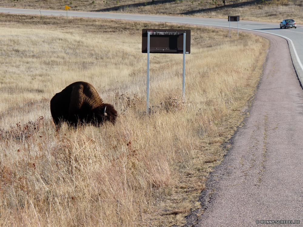 Durchfahrt durch den Wind Cave National Park Bison Wiederkäuer Huftier Gras Feld Bauernhof Entwicklung des ländlichen Wild Kuh Weide Stier Wildtiere Braun Landschaft Wiese Land Beweidung Tiere Landschaft Pferd im freien Rinder Vieh Landwirtschaft Herde Park Pferde Ranch Baum Weiden Safari Bäume nationalen Heu Pelz Essen Büffel natürliche im freien Reisen Land Ackerland Rindfleisch Wald Himmel Landbau Kopf Umgebung Mähne Säugetiere reservieren stehende außerhalb Männchen starke Szenerie Berg Herbst Prärie Stute Bestie Zaun Sommer Wildnis Süden Stärke Haustier Schnee bison ruminant ungulate grass field farm rural wild cow pasture bull wildlife brown landscape meadow country grazing animals countryside horse outdoors cattle livestock agriculture herd park horses ranch tree graze safari trees national hay fur eating buffalo natural outdoor travel land farmland beef forest sky farming head environment mane mammals reserve standing outside male strong scenery mountain autumn prairie mare beast fence summer wilderness south strength pet snow