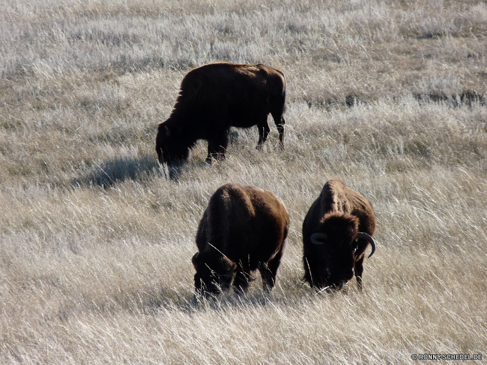 Durchfahrt durch den Wind Cave National Park Bison Wiederkäuer Stier Huftier Gras Kuh Wildtiere Wild Weide Herde Beweidung Feld Rinder Büffel Bauernhof Entwicklung des ländlichen Vieh Wiese Tiere Landwirtschaft Landschaft Ranch Braun Park Safari Säugetier Weiden im freien schwarz Pferd Pelz Horn Landschaft gefährliche Rindfleisch Landbau Erhaltung Land Hörner nationalen Land Rindern Kalb Pferde stehende Gruppe Reisen Prärie im freien Kopf Männchen Bestie Grünland Molkerei Sommer Süden Essen Pflanzenfresser gefährdet reservieren fünf Baum Himmel Kühe Stute Szene Ackerland starke Tourismus inländische Berg Herbst bison ruminant bull ungulate grass cow wildlife wild pasture herd grazing field cattle buffalo farm rural livestock meadow animals agriculture landscape ranch brown park safari mammal graze outdoors black horse fur horn countryside dangerous beef farming conservation country horns national land bovine calf horses standing group travel prairie outdoor head male beast grassland dairy summer south eating herbivore endangered reserve five tree sky cows mare scene farmland strong tourism domestic mountain autumn